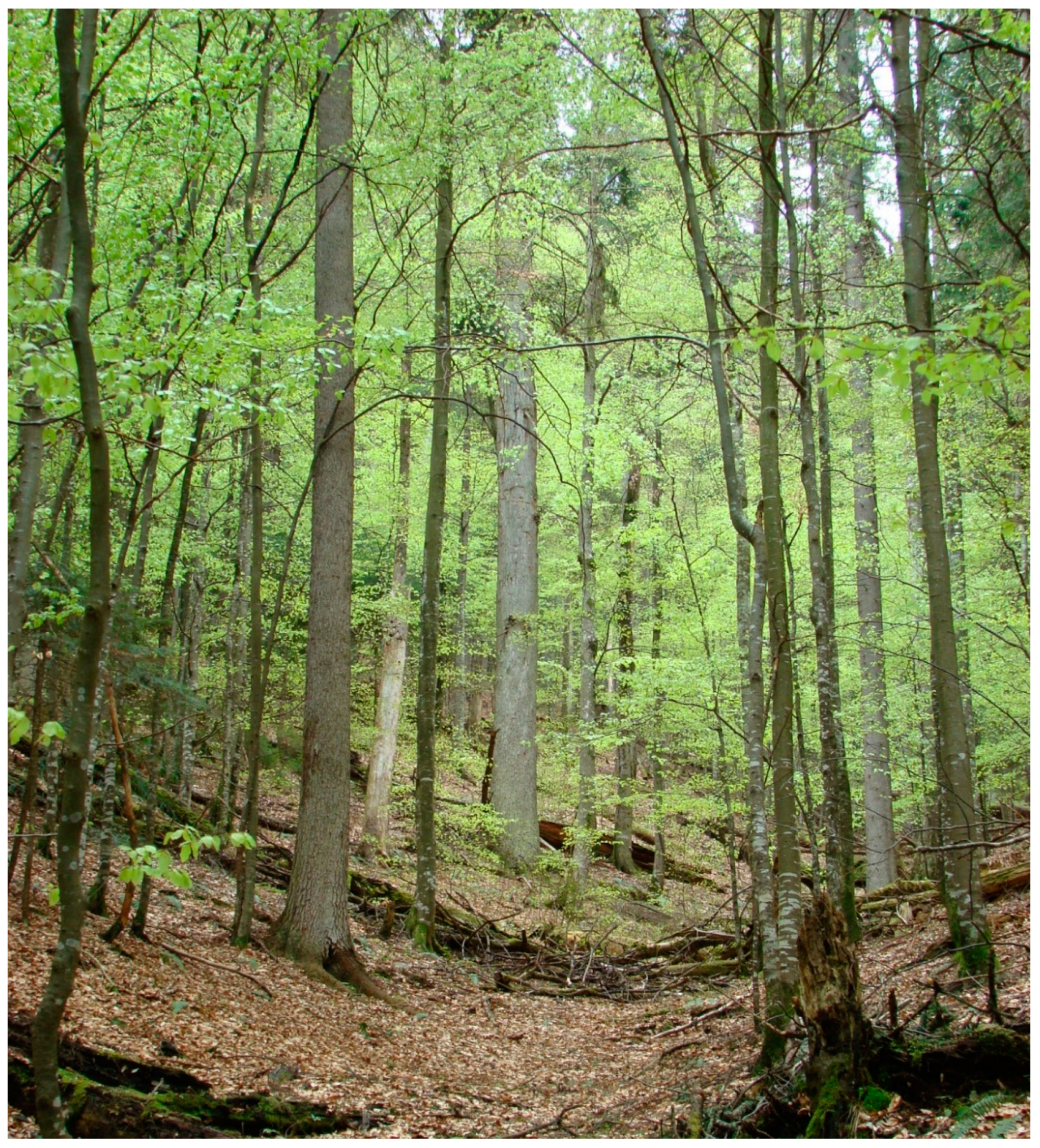 Forests 11 01004 g002