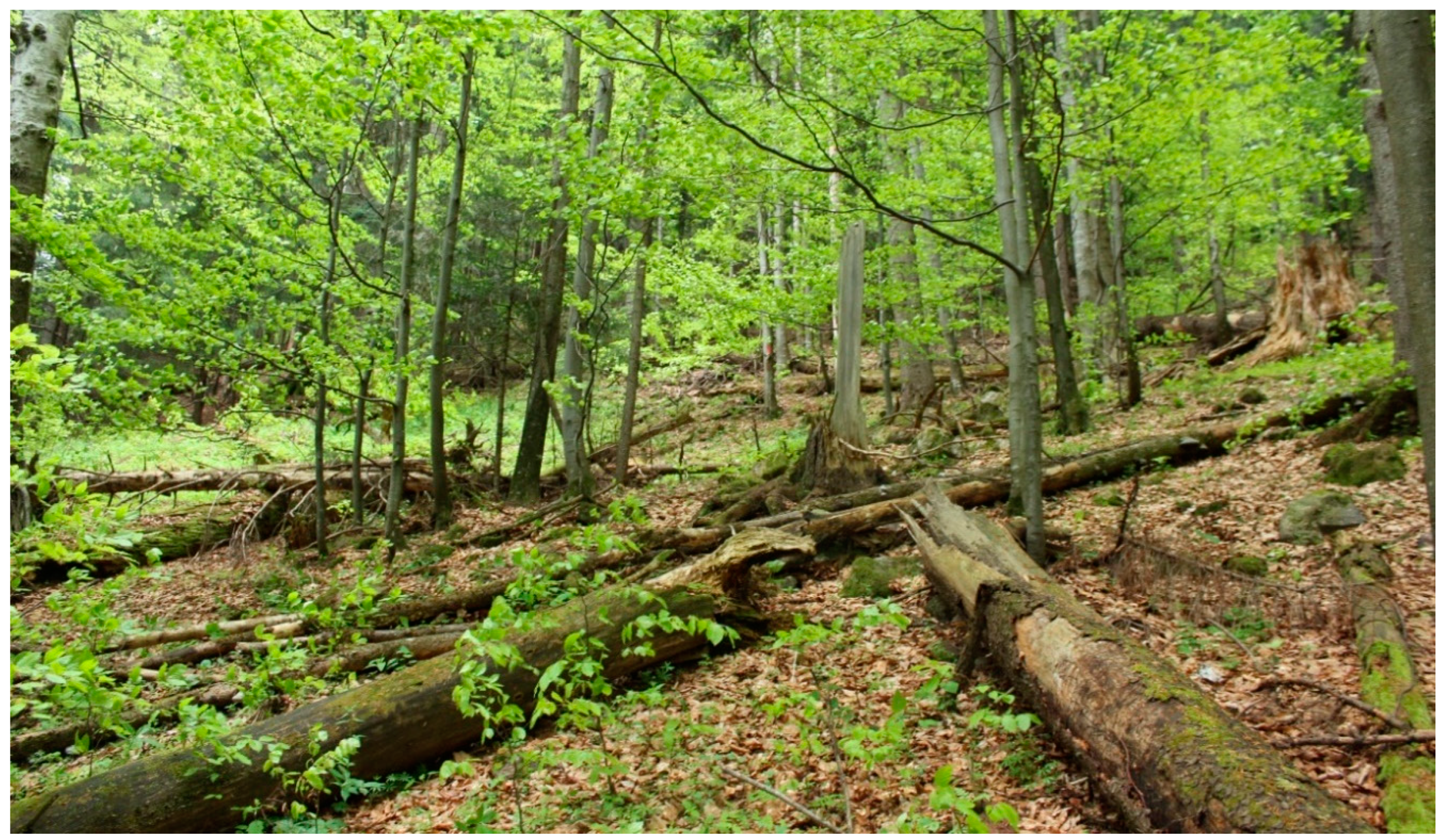 Forests 11 01004 g005