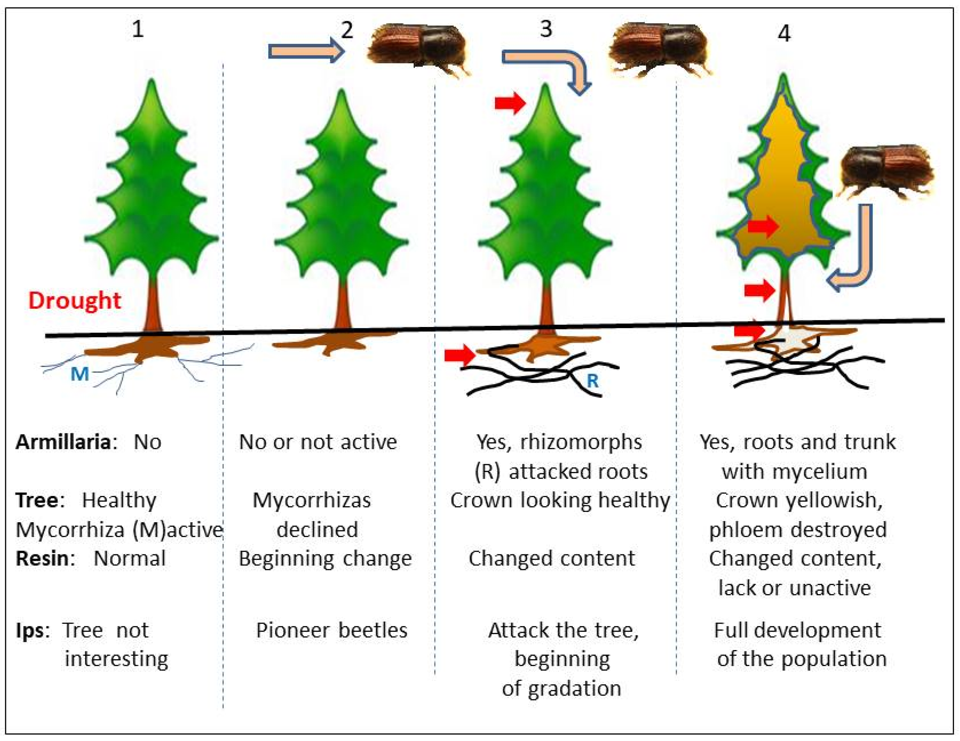 Forests 11 01023 g001 Forests 11 01023 g001