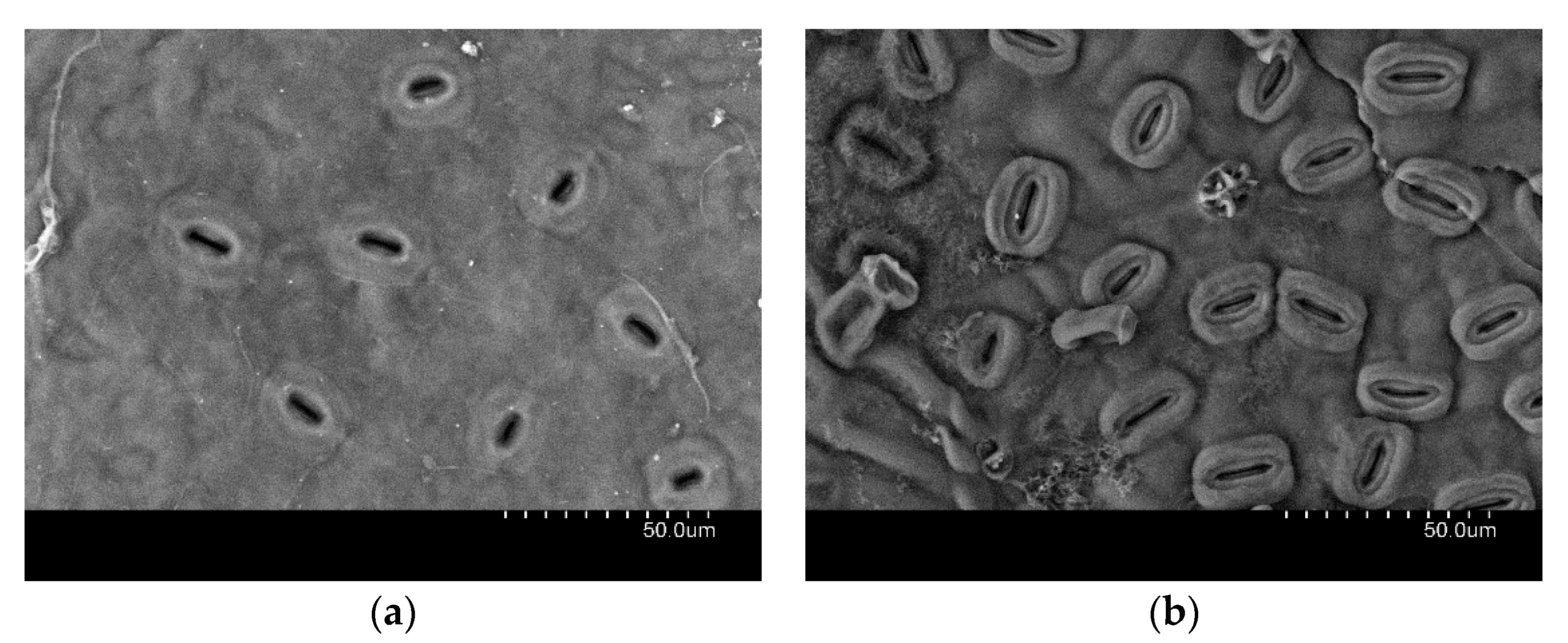 Forests 11 01028 g005
