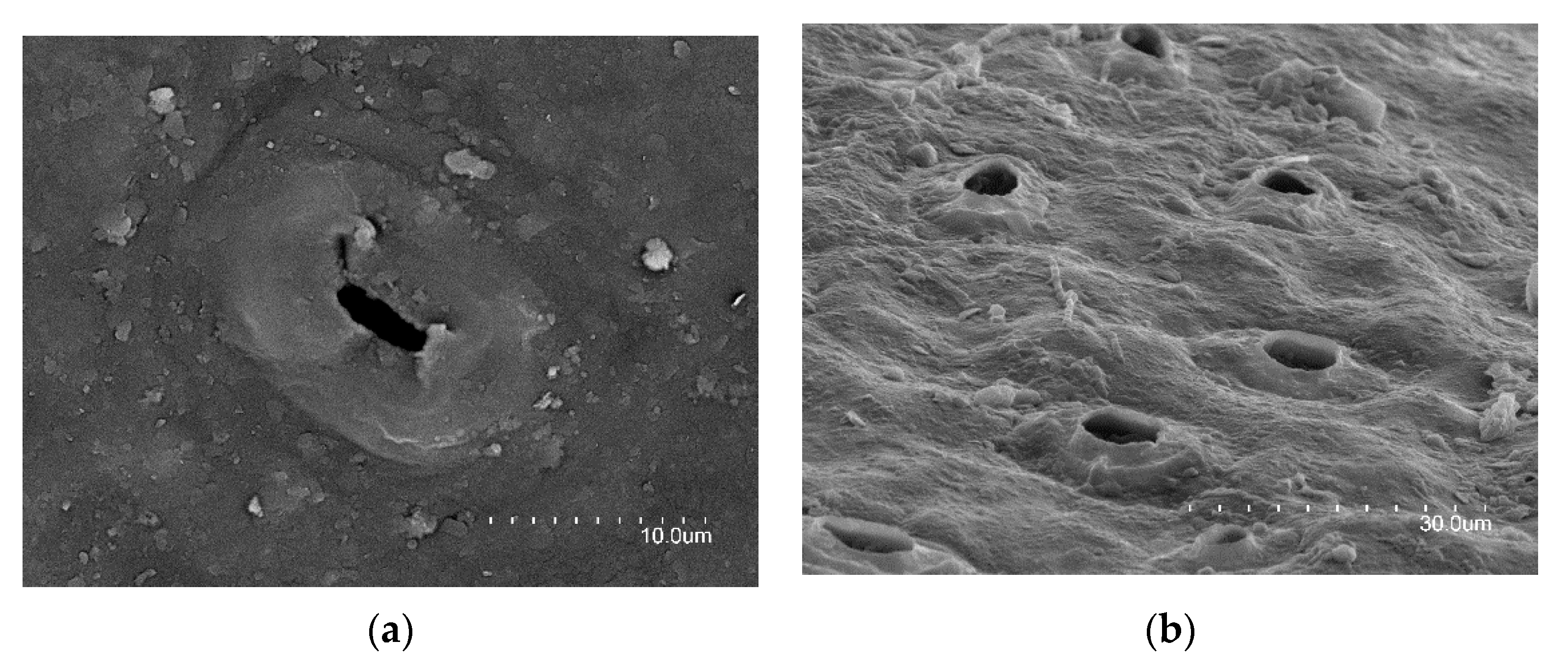 Forests 11 01028 g006