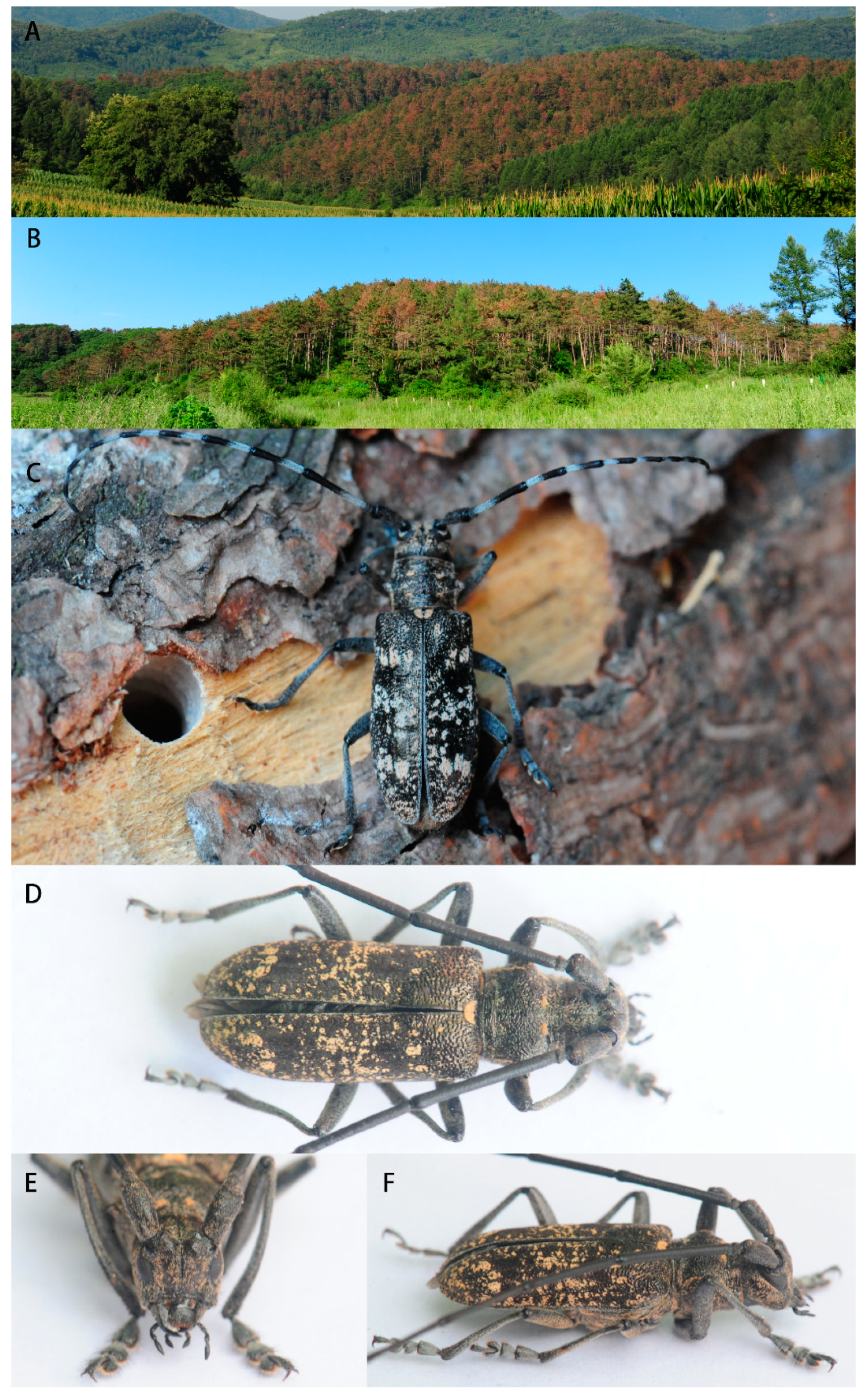 Forests 11 01051 g001