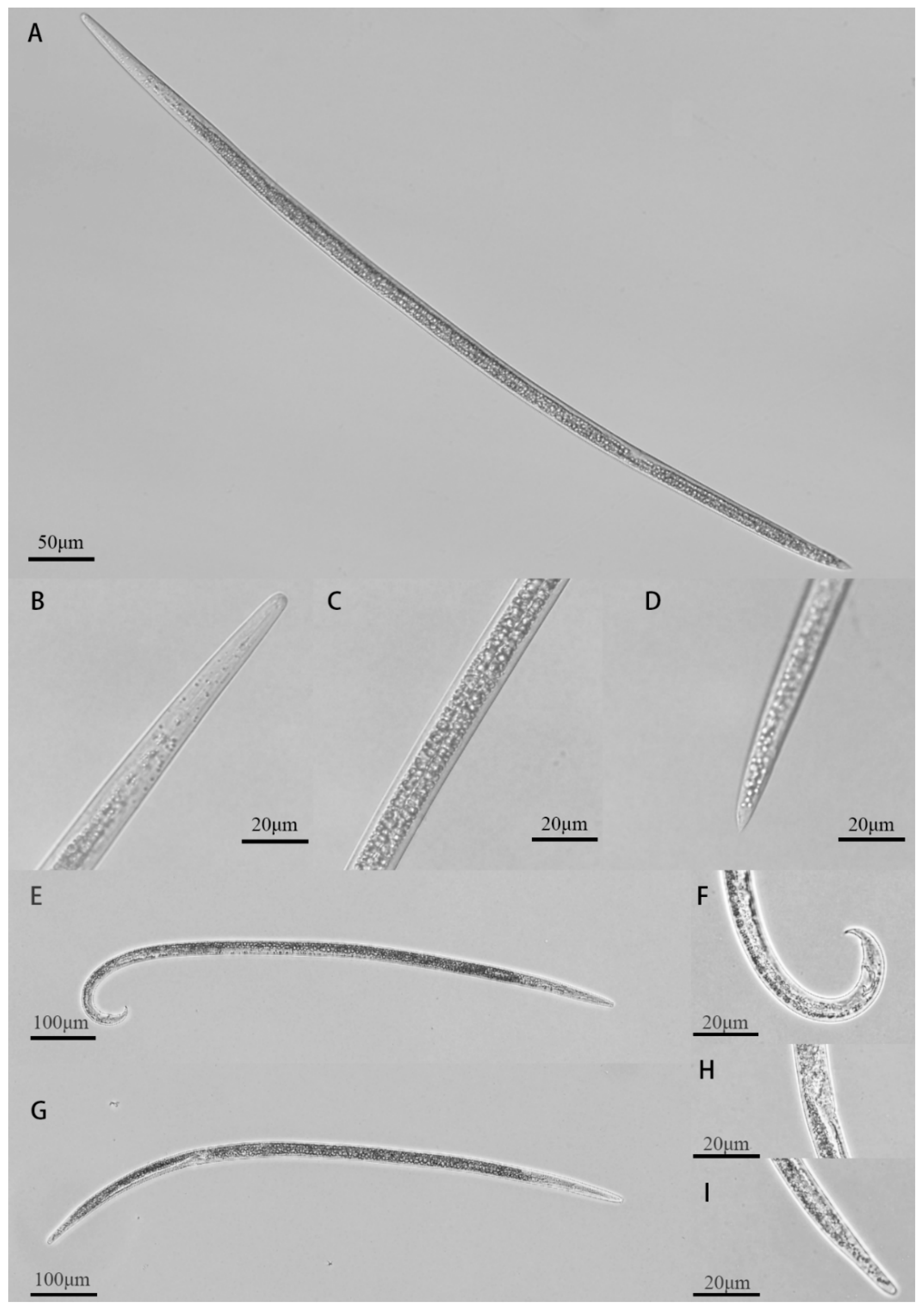 Forests 11 01051 g002