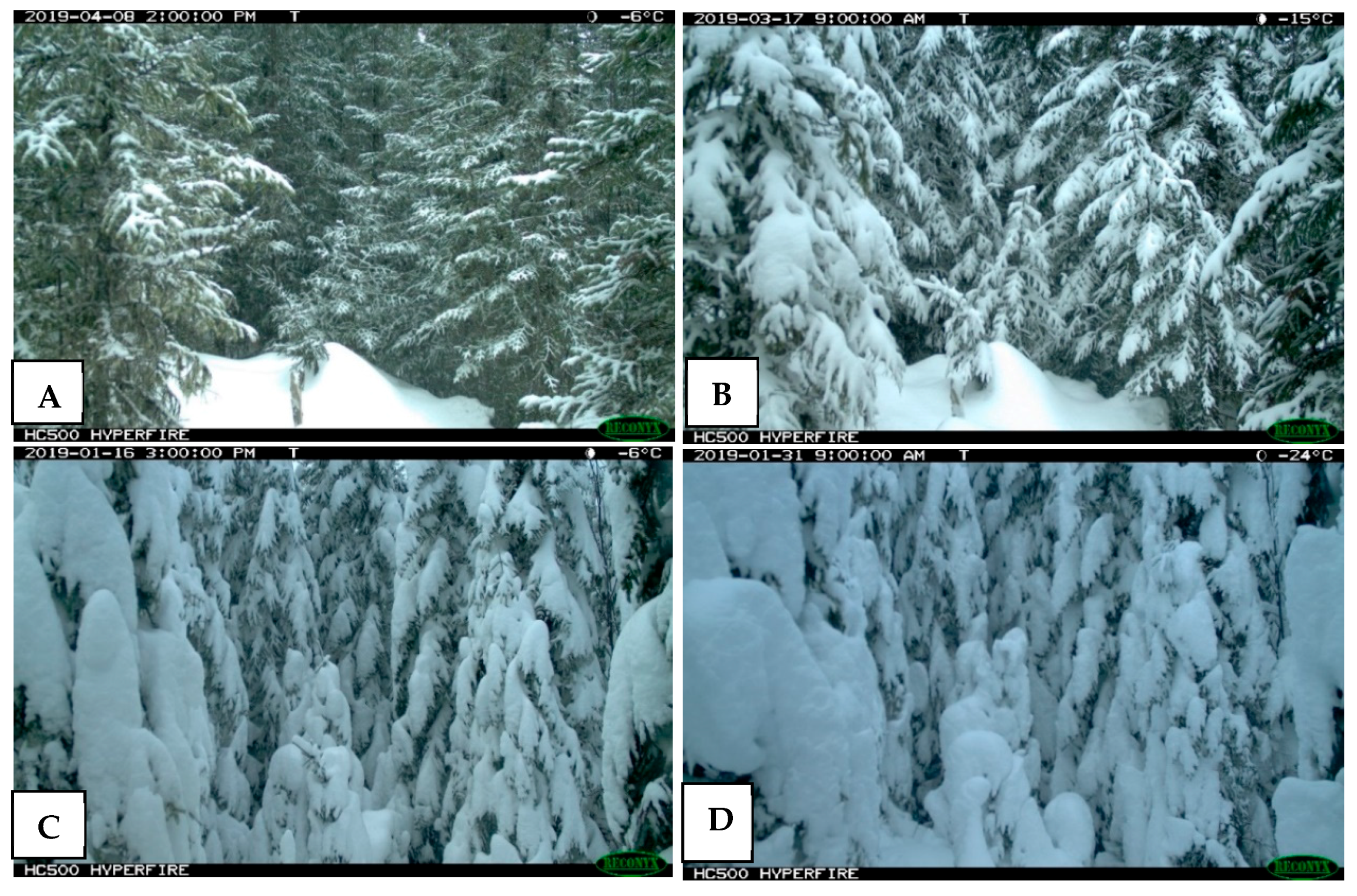 Forests 11 01089 g002