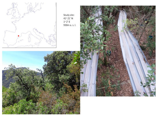 Forests 11 01094 g0a1