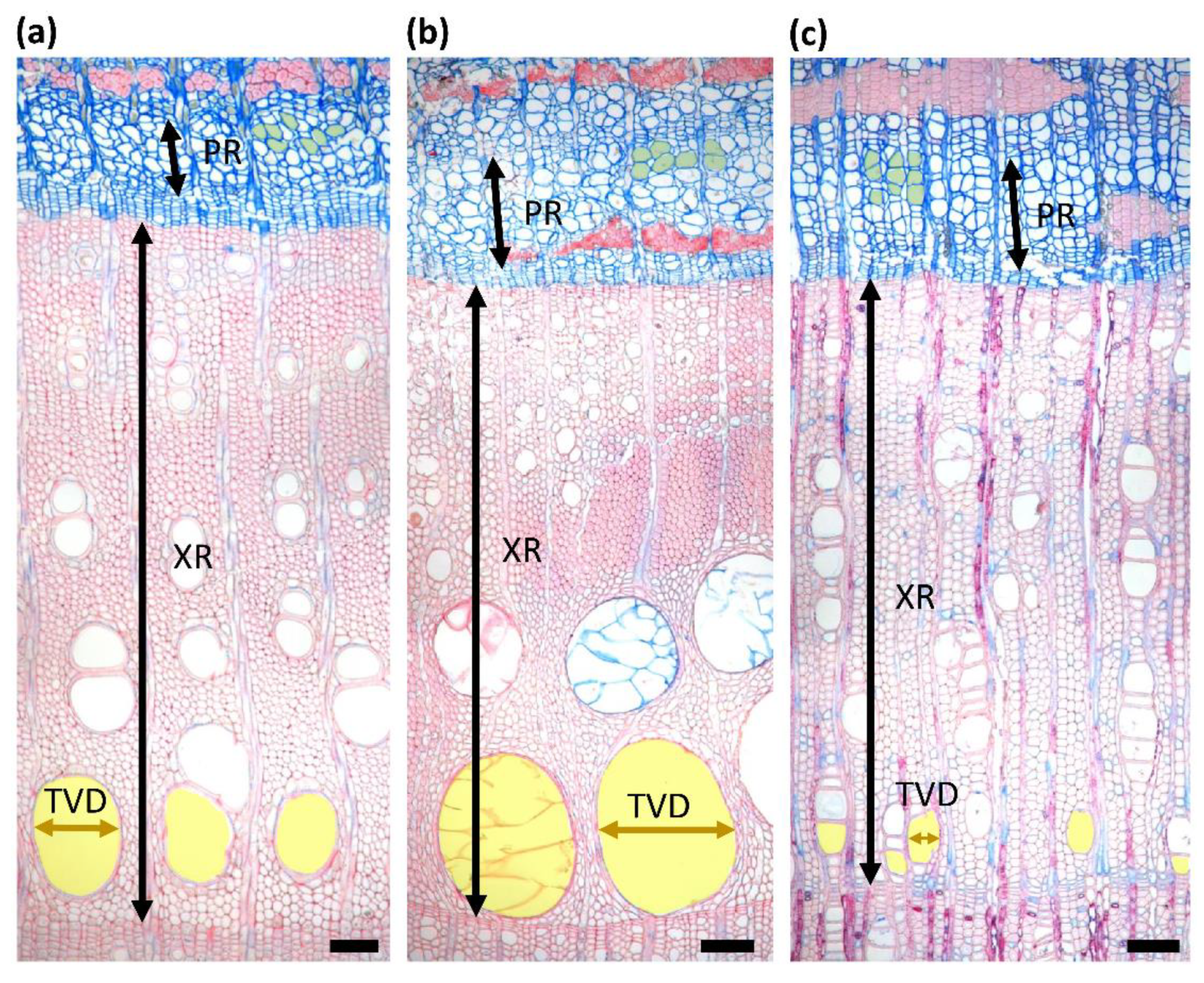 Forests 11 01104 g001 Forests 11 01104 g001