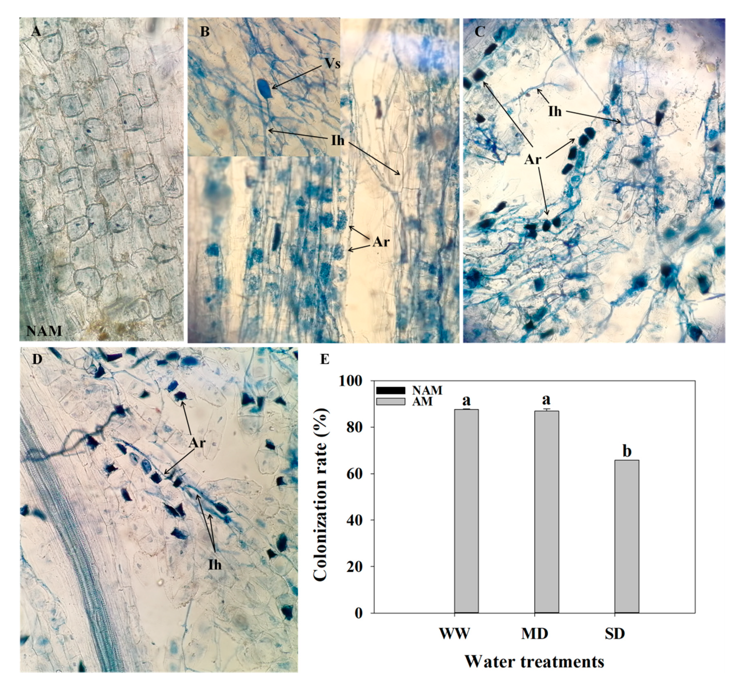 Forests 11 01117 g002