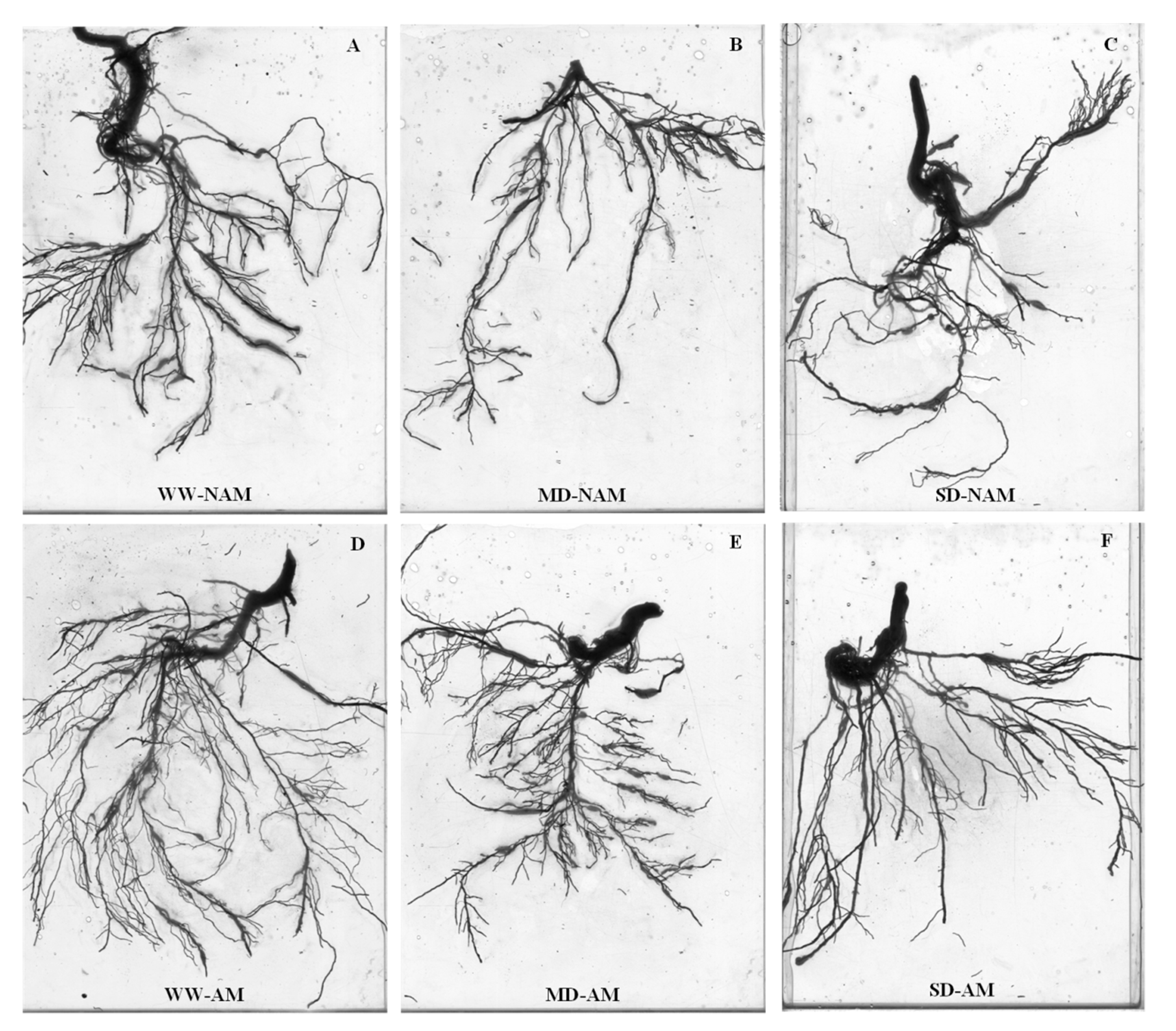 Forests 11 01117 g006
