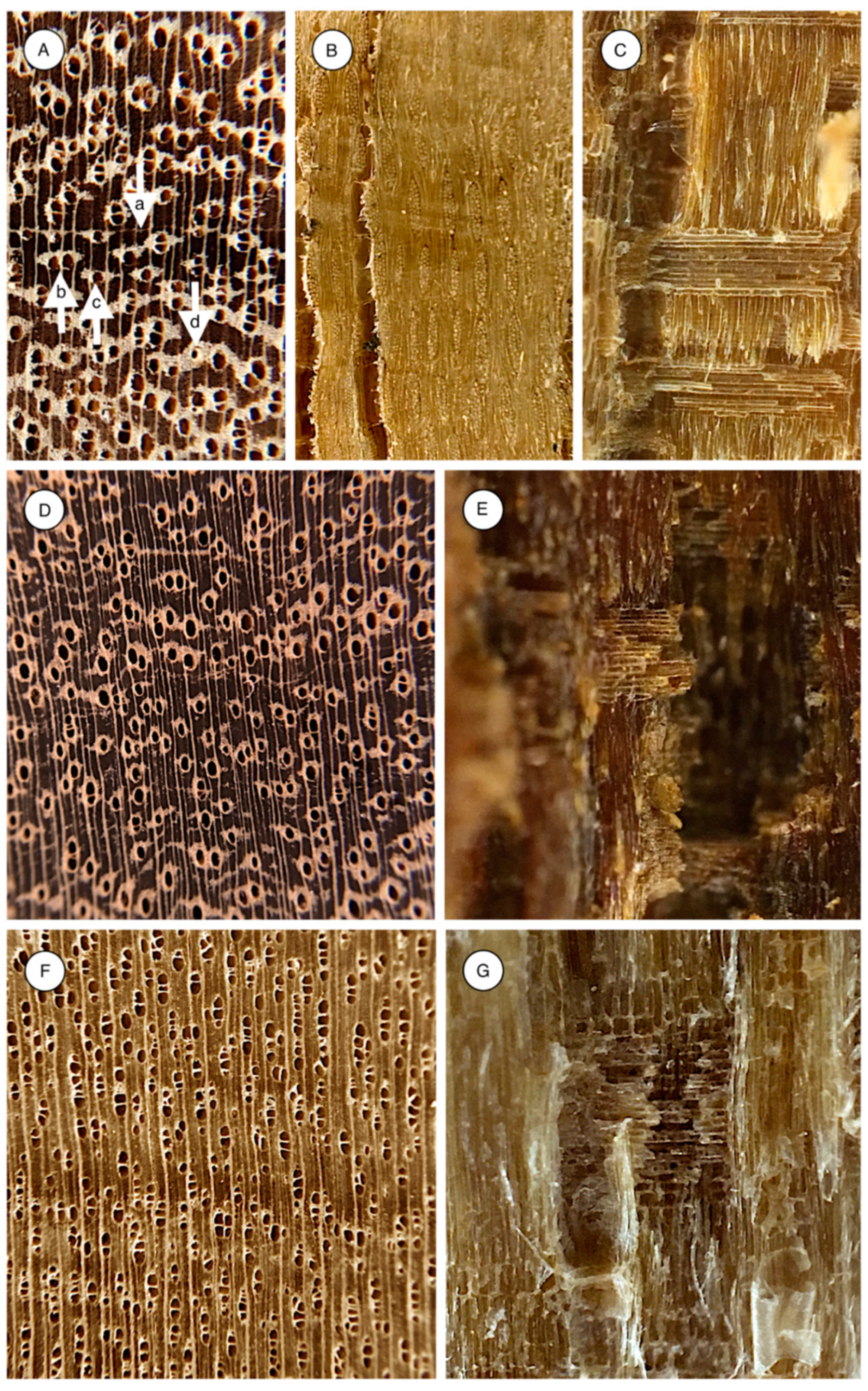 Forests 11 01147 g010 Forests 11 01147 g010