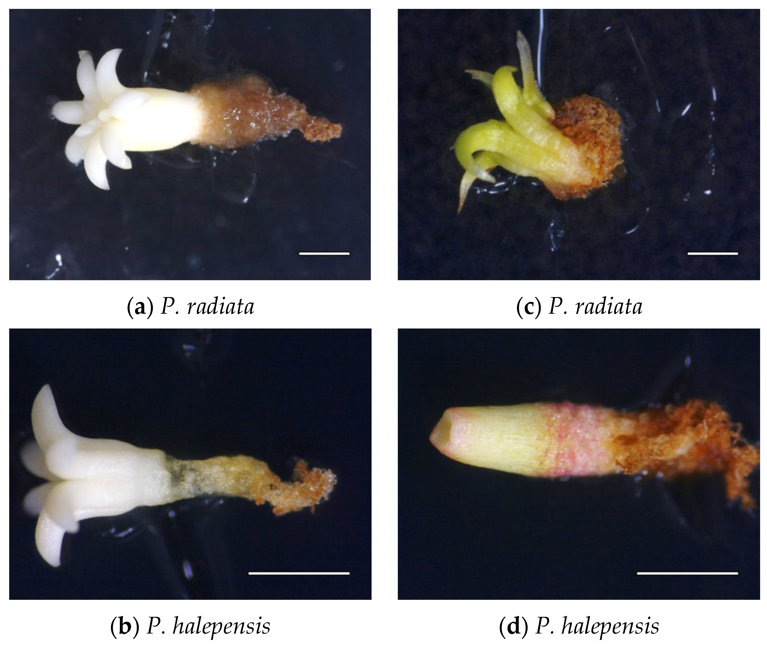 Forests 11 01181 g001