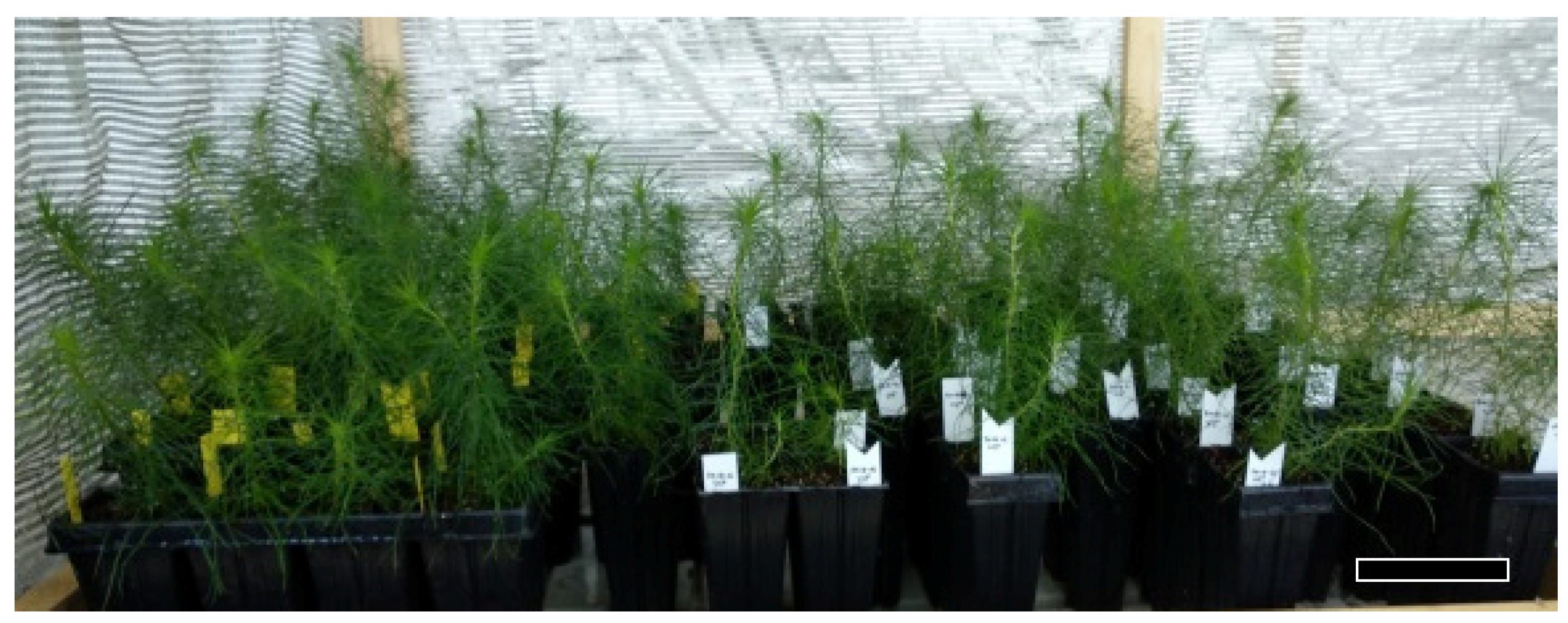 Forests 11 01181 g002