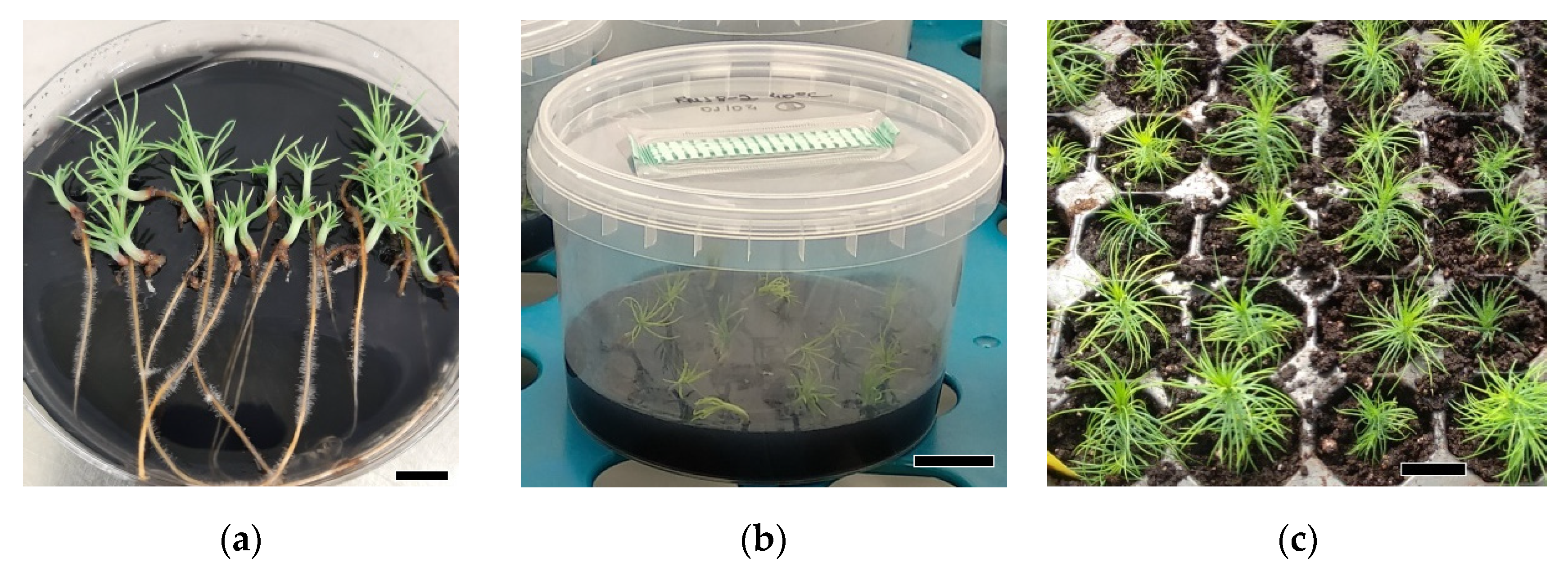 Forests 11 01181 g004