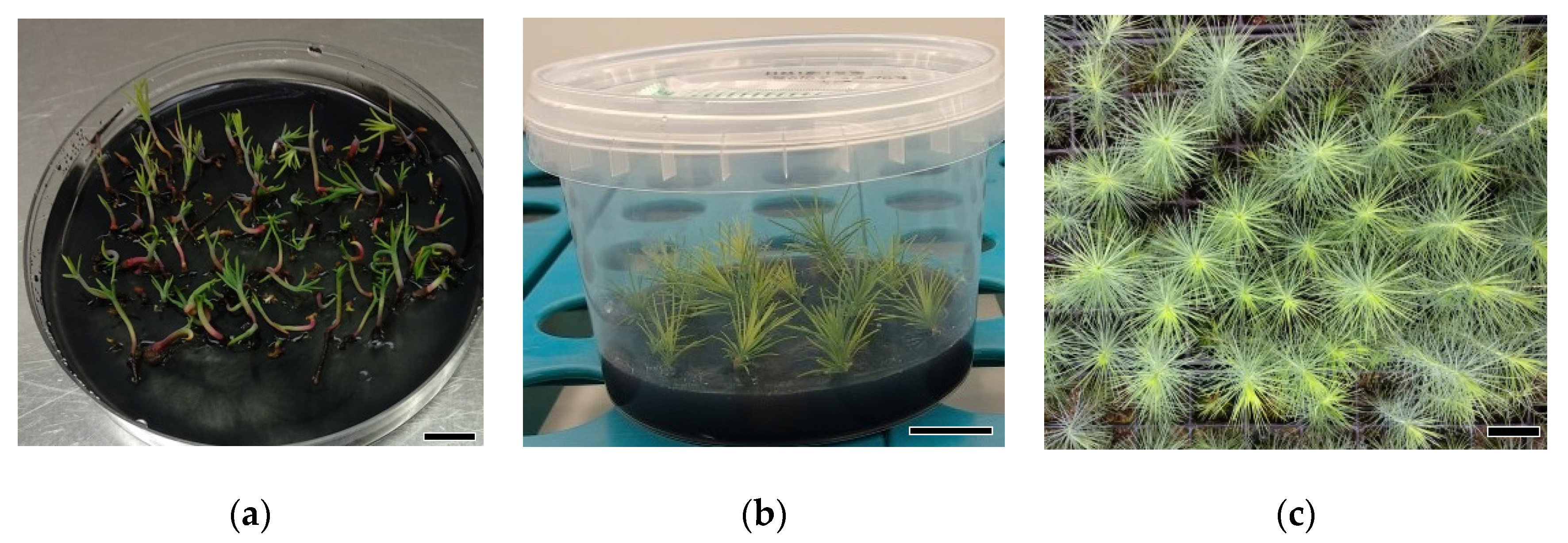 Forests 11 01181 g006