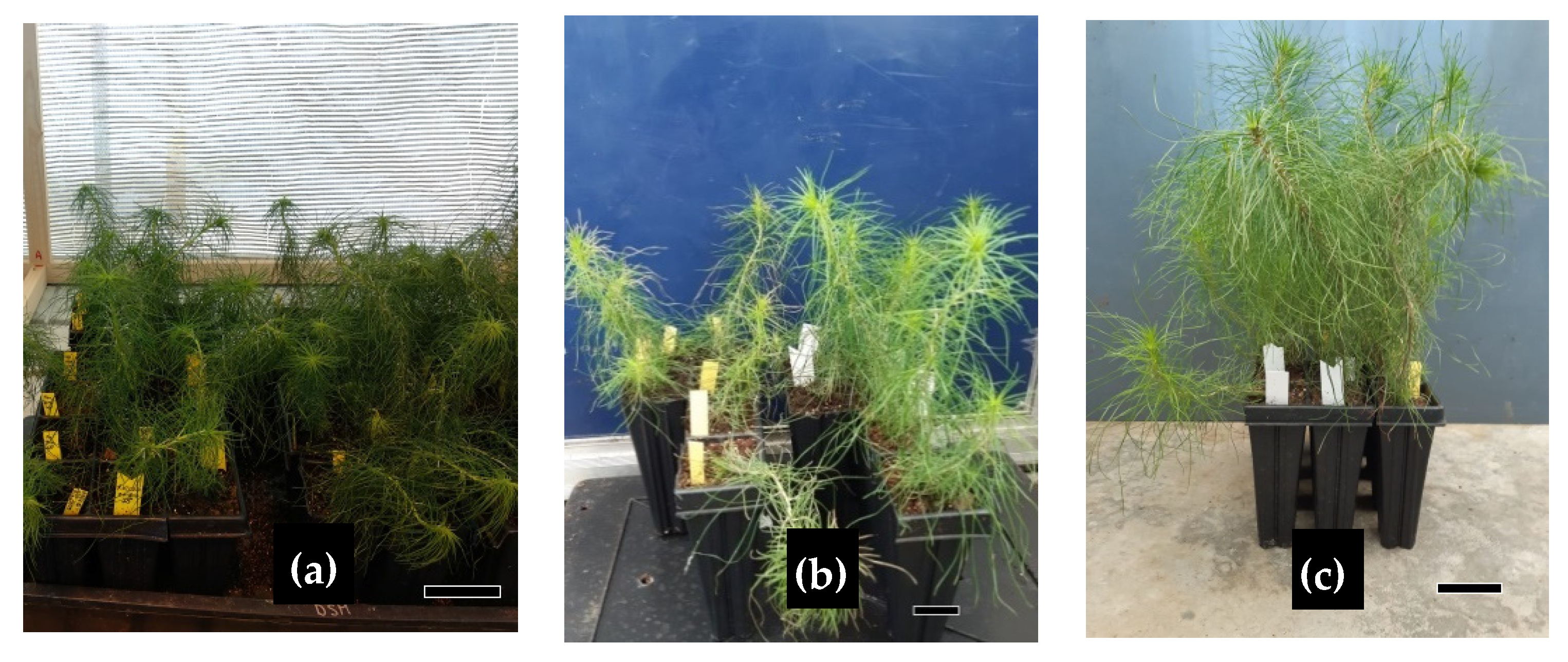 Forests 11 01181 g007