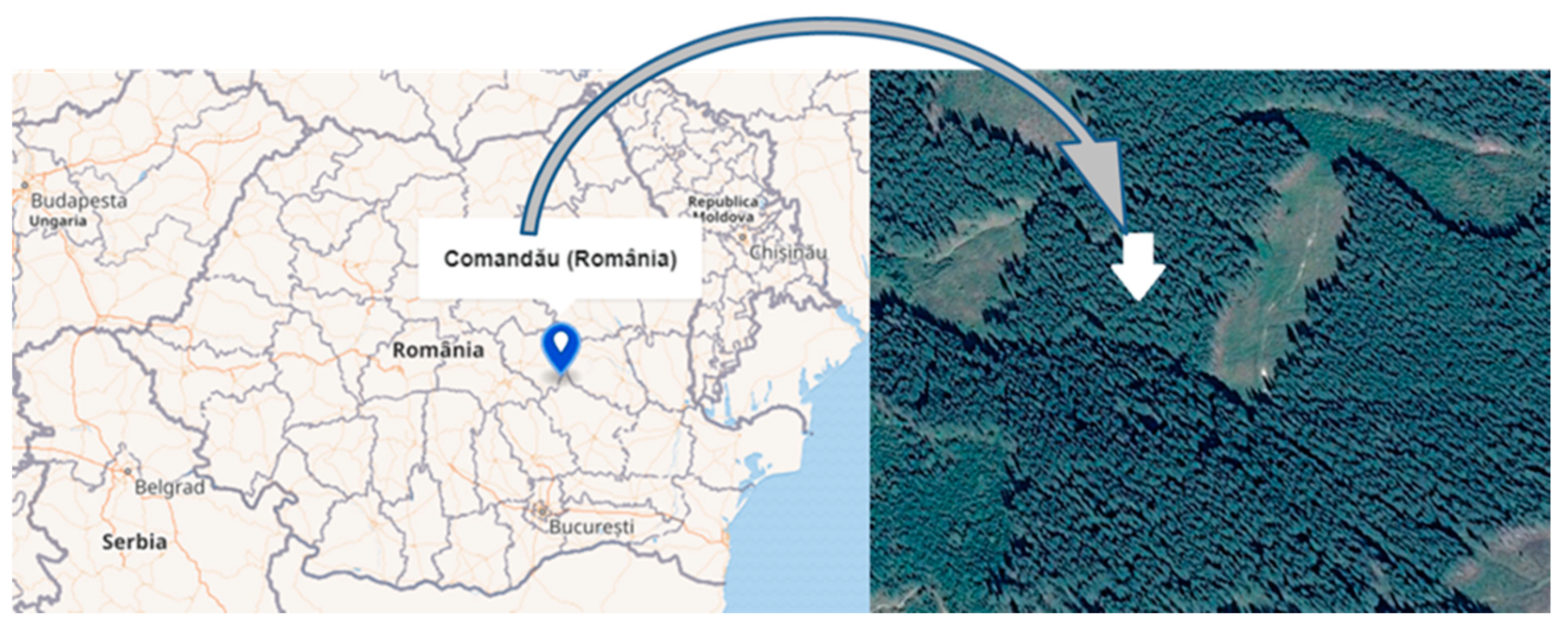 Forests 11 01225 g001