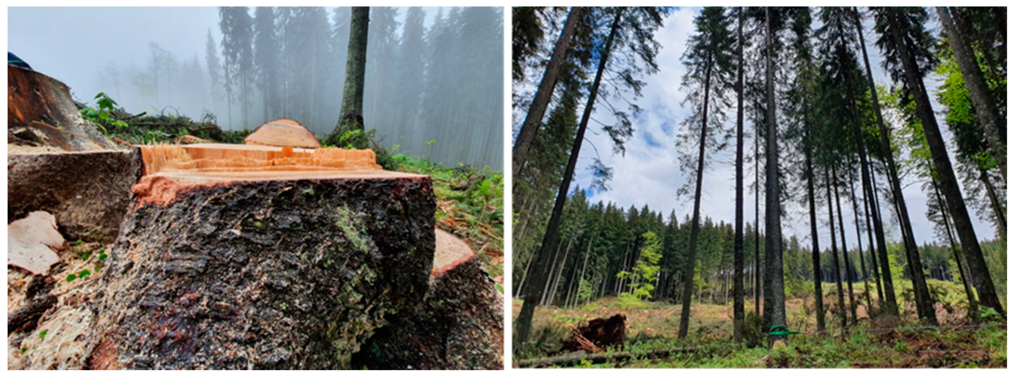 Forests 11 01225 g002