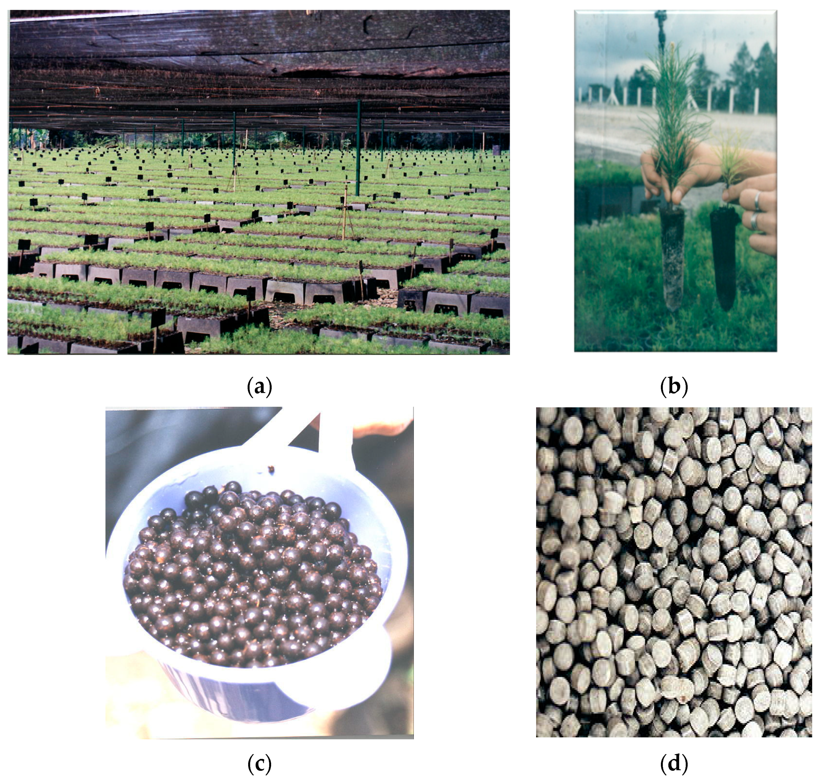 Forests 11 01235 g002