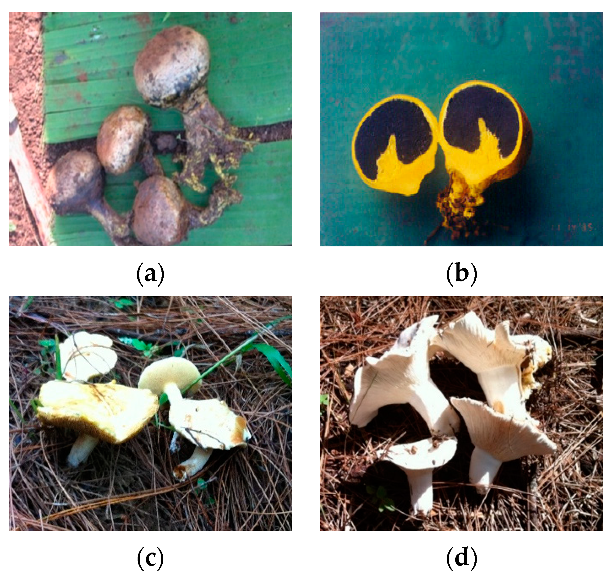 Forests 11 01235 g003a
