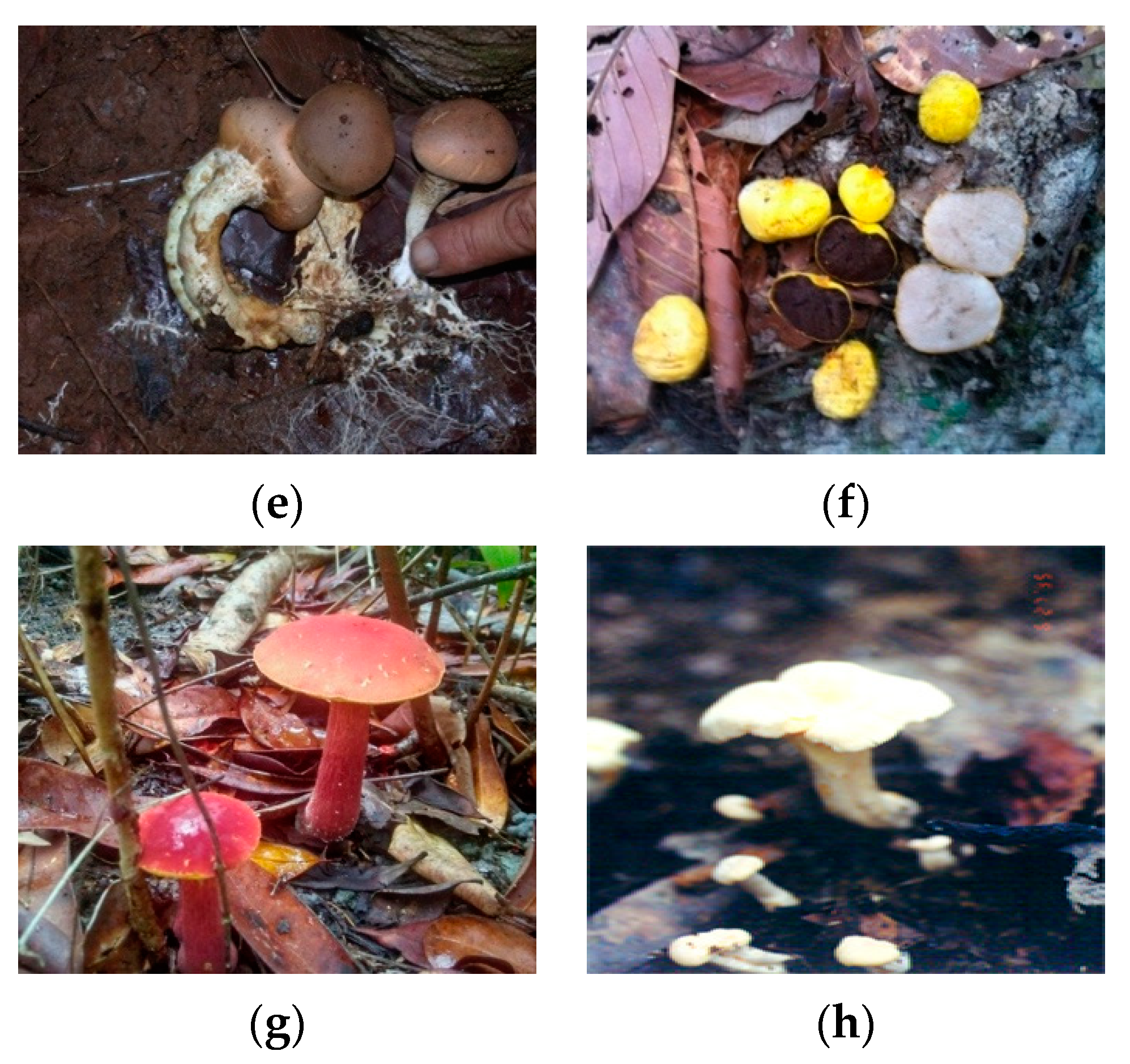 Forests 11 01235 g003b