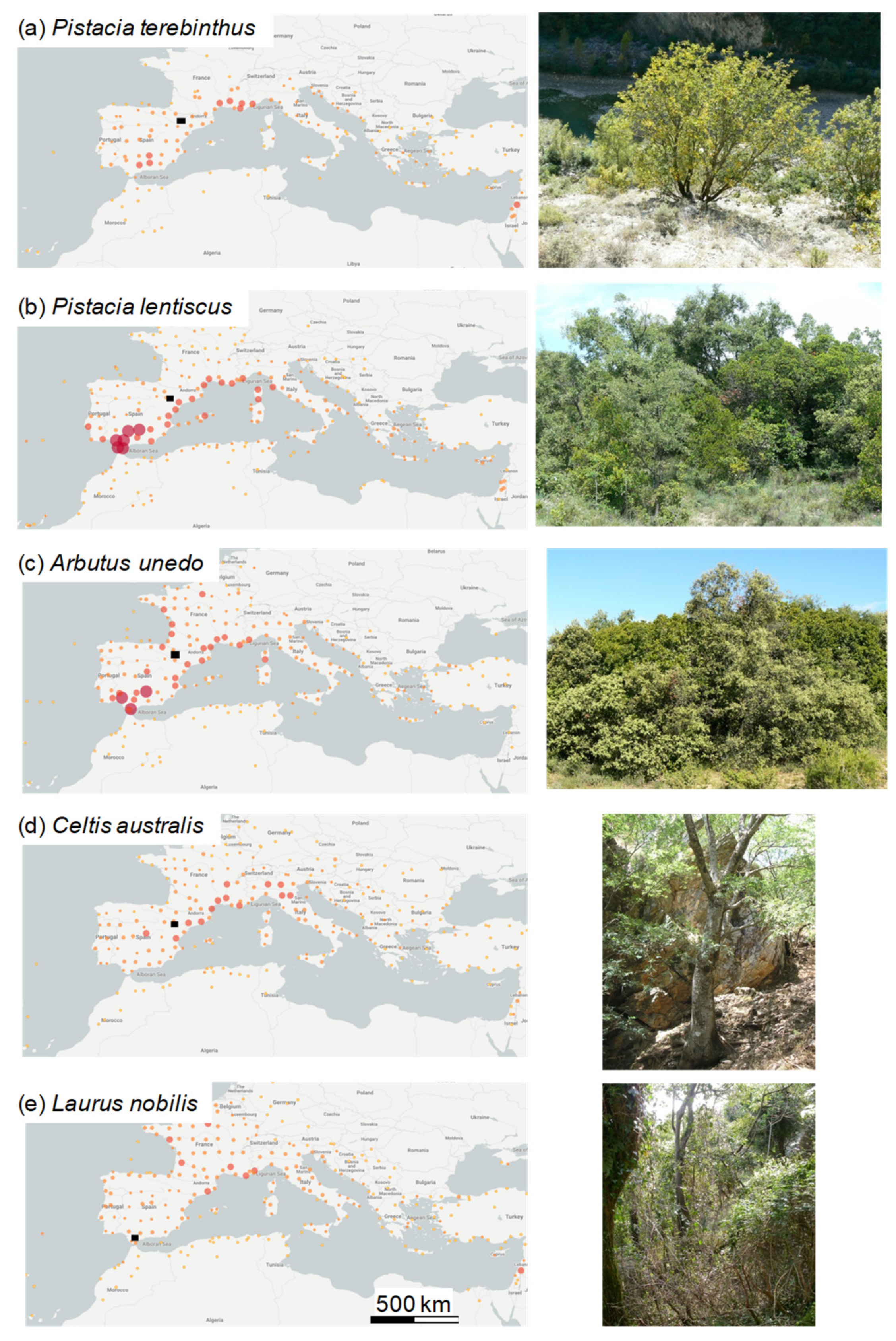 Forests 11 01250 g001