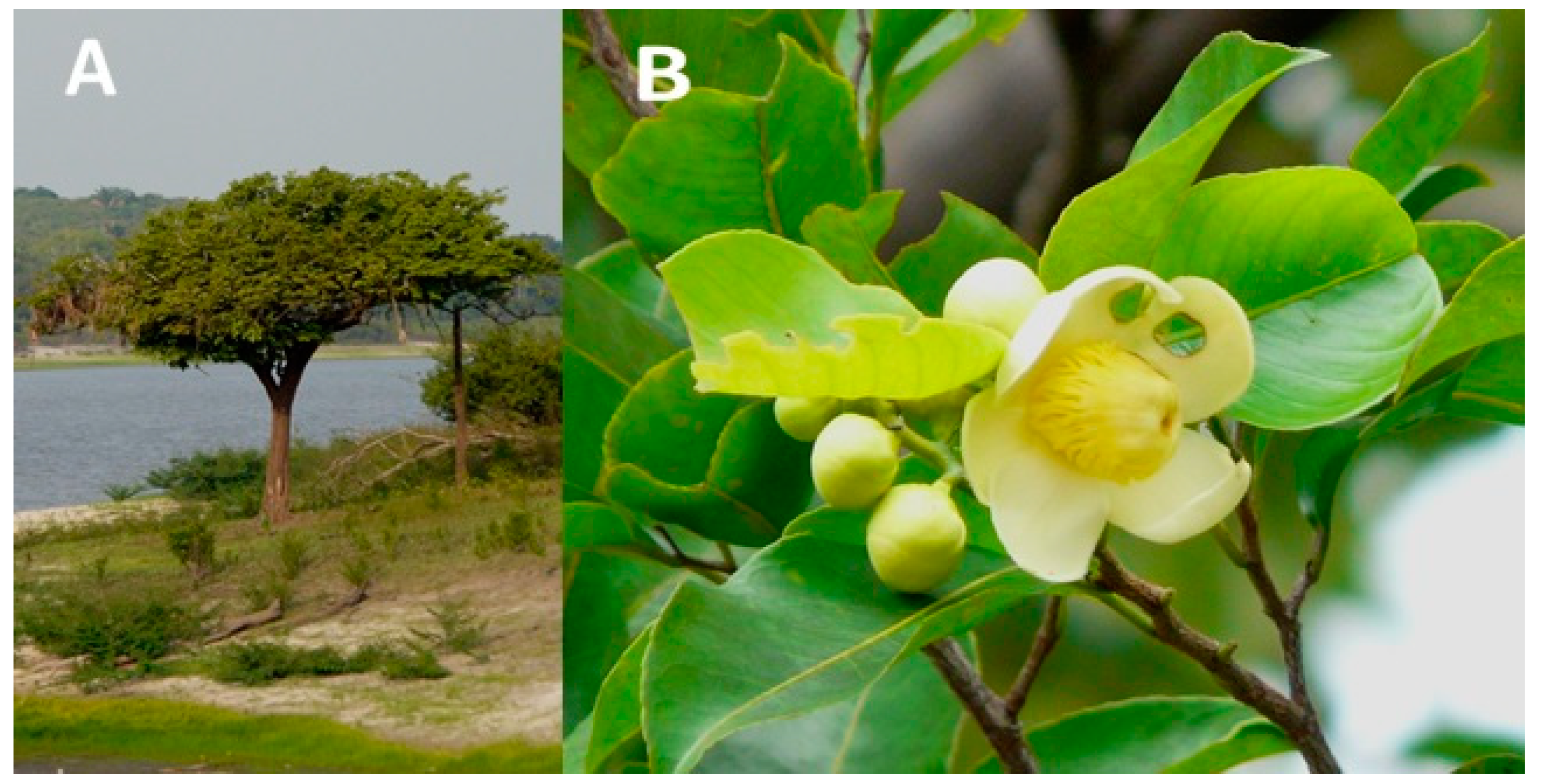 Forests 11 01251 g001