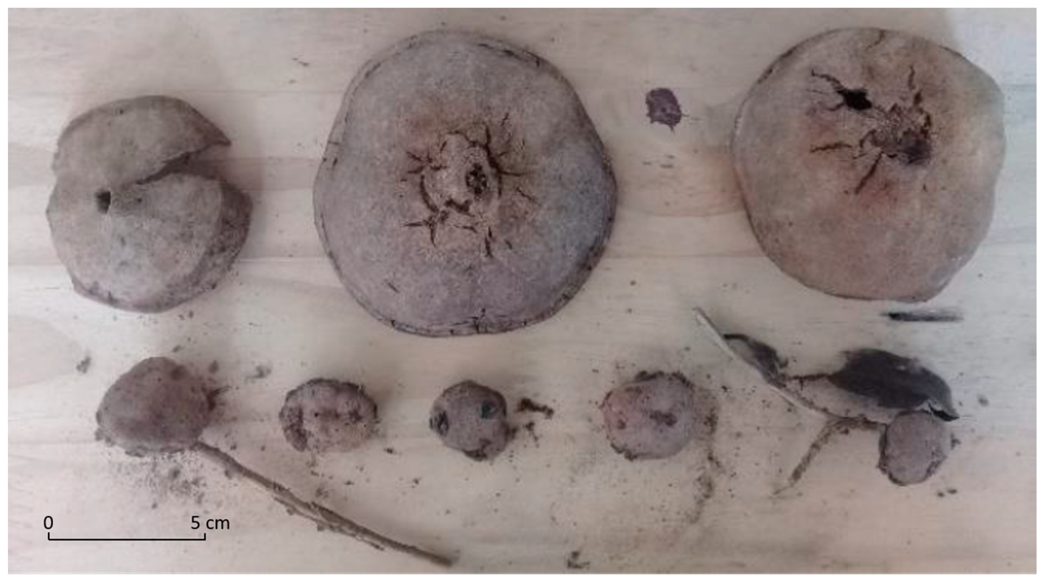 Forests 11 01251 g004