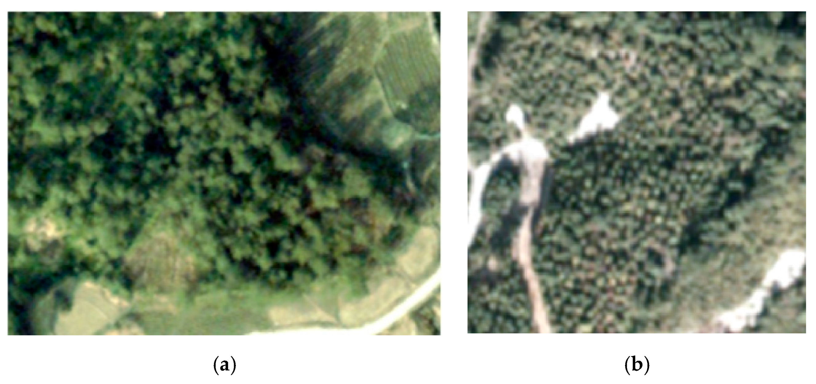 Forests 11 01252 g001