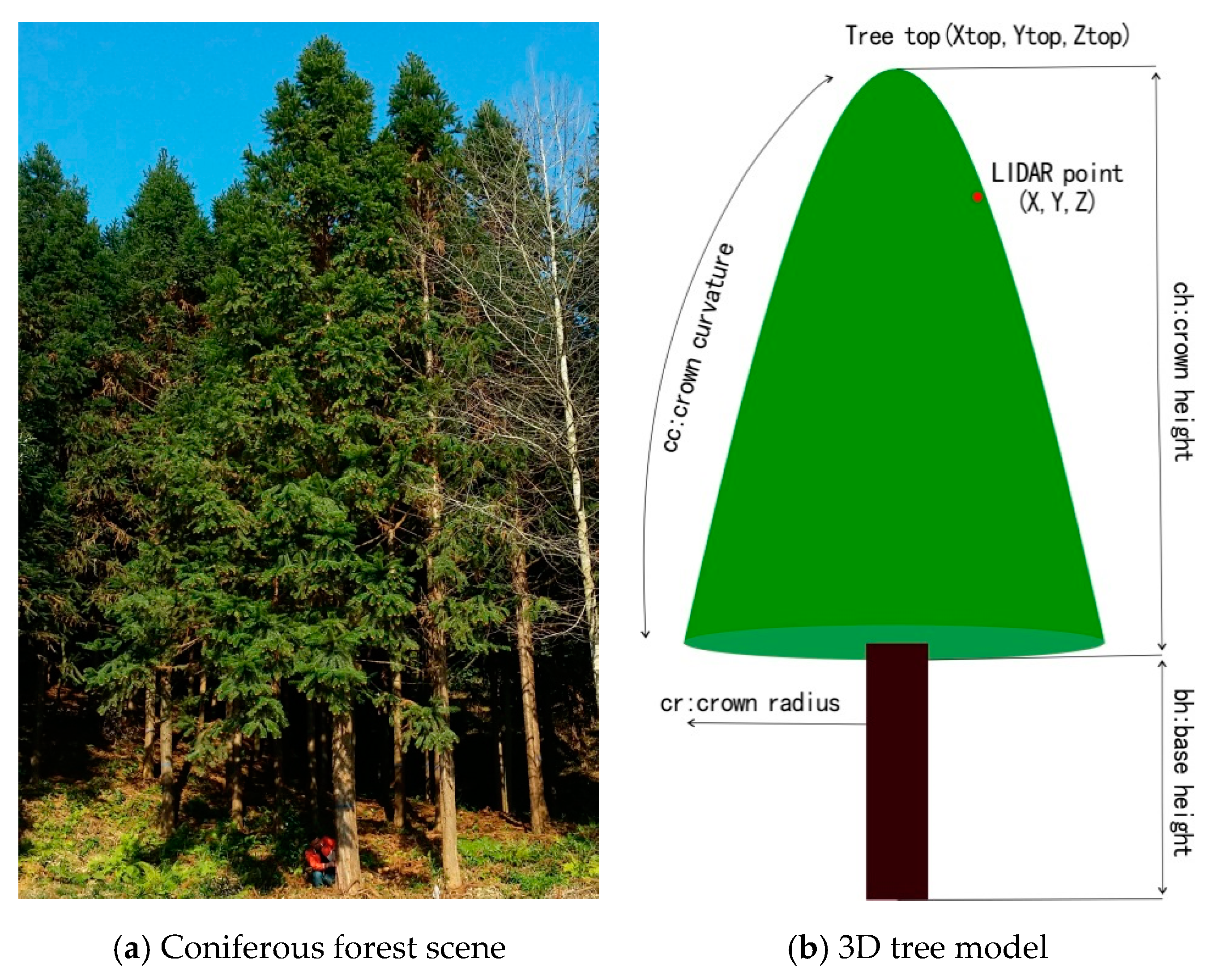 Forests 11 01252 g002