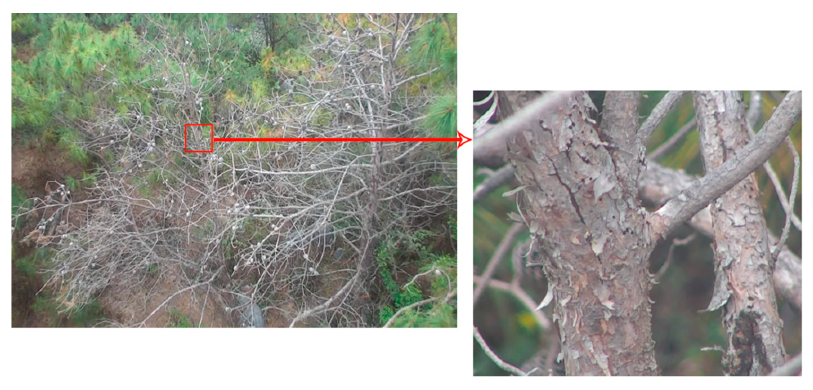 Forests 11 01258 g005