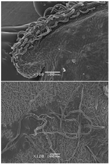 Forests 11 01267 i019