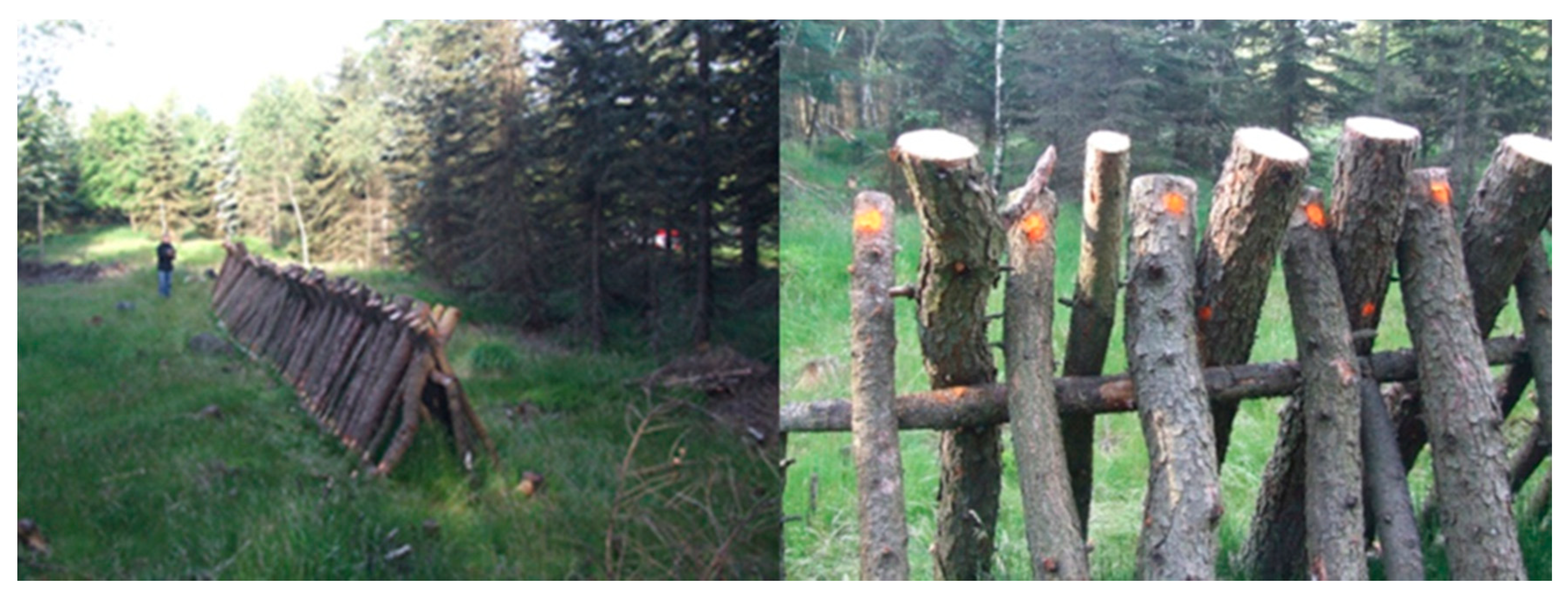 Forests 11 01275 g002