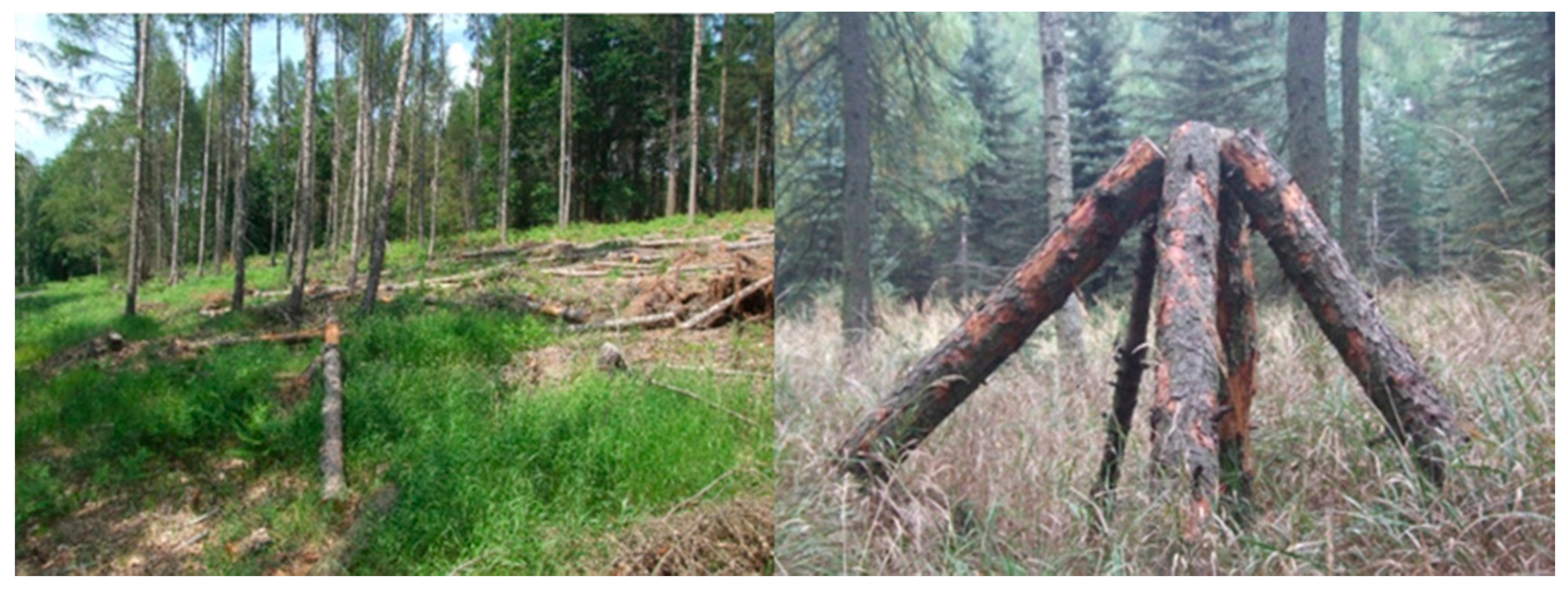 Forests 11 01275 g003