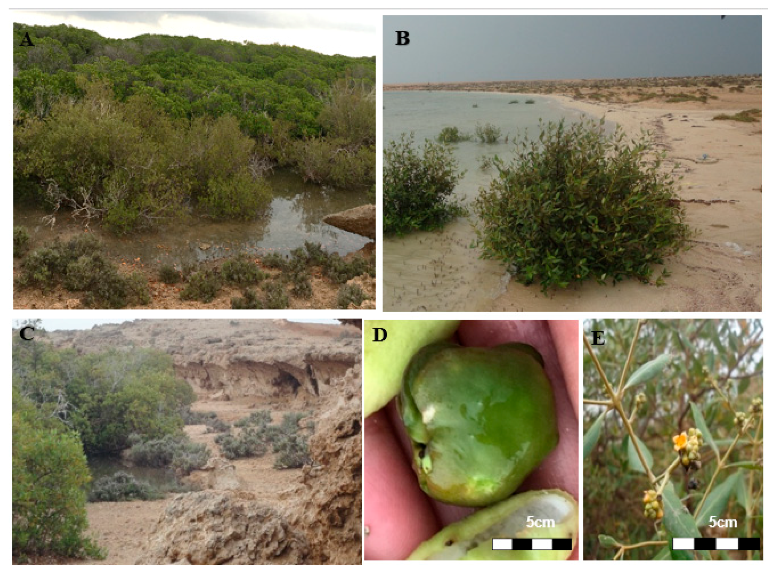 Forests 11 01287 g002 Forests 11 01287 g002