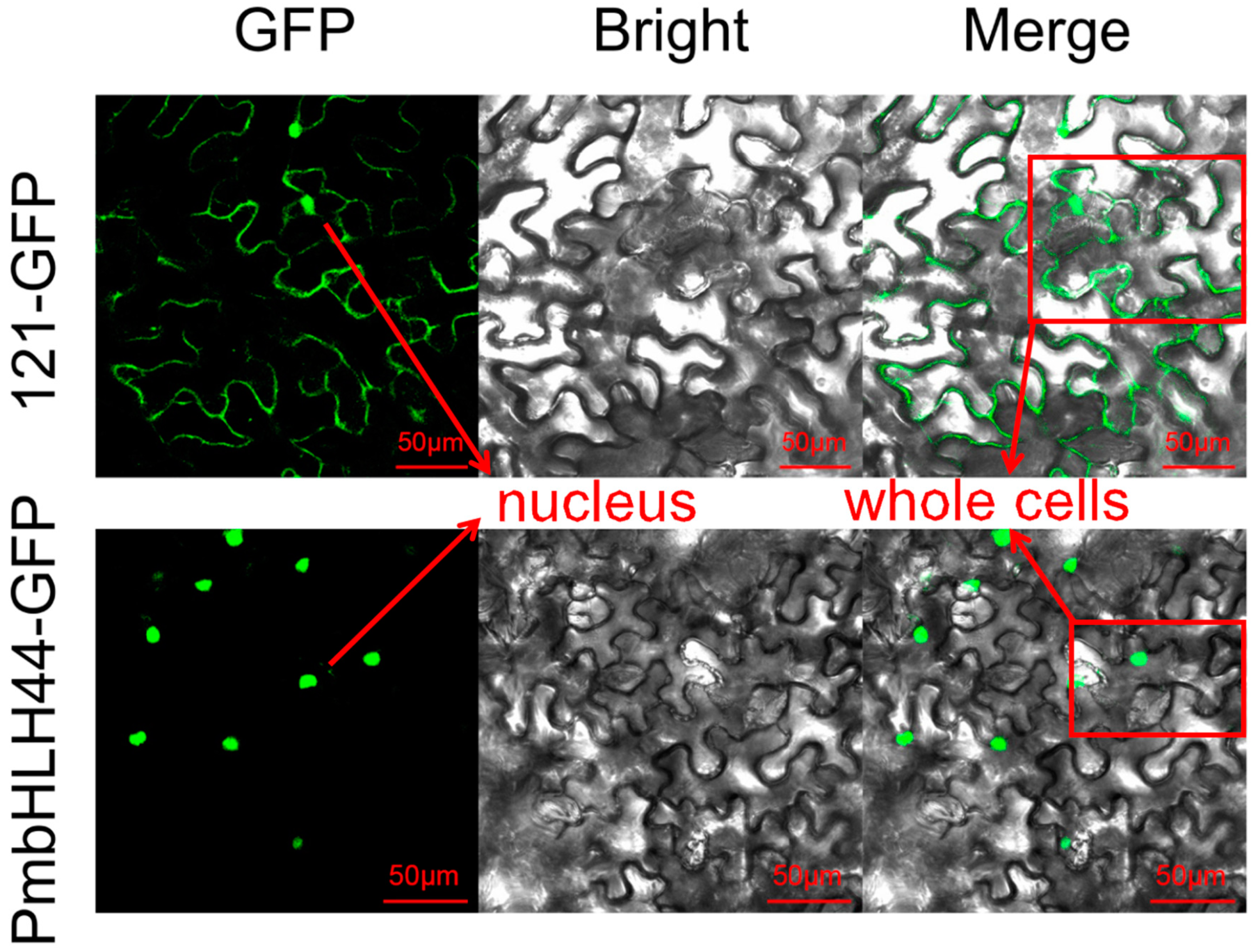 Forests 11 01292 g003