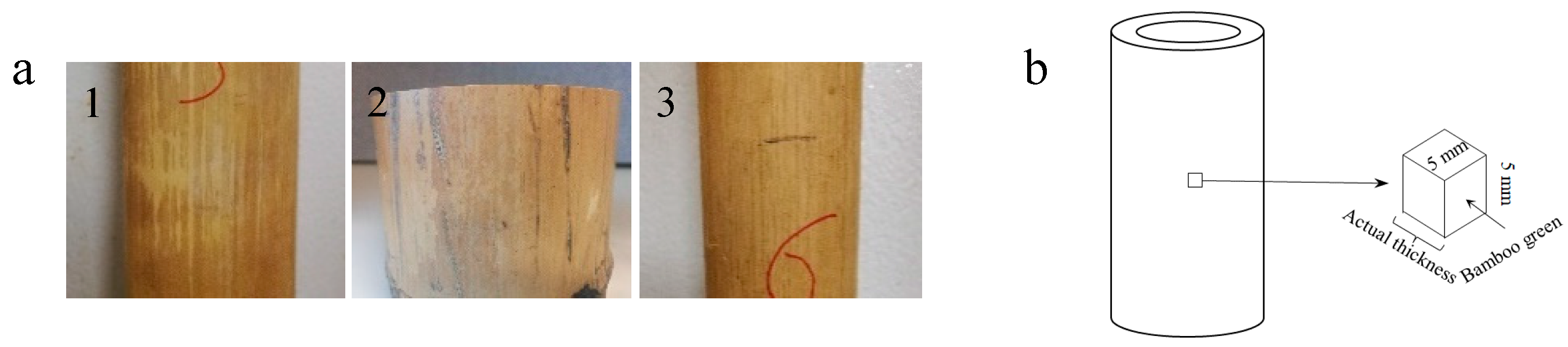 Forests 11 01293 g001