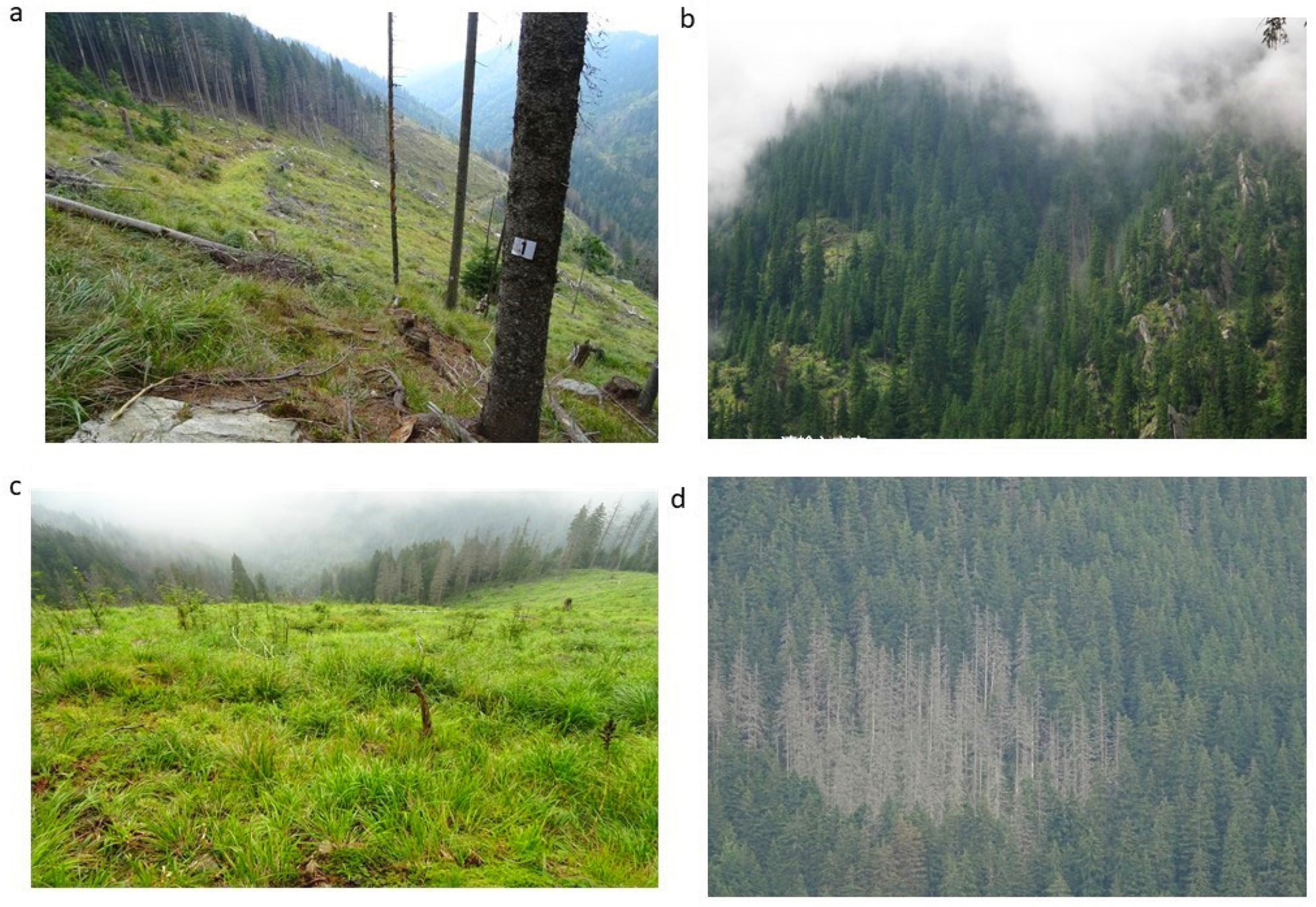 Forests 11 01315 g002