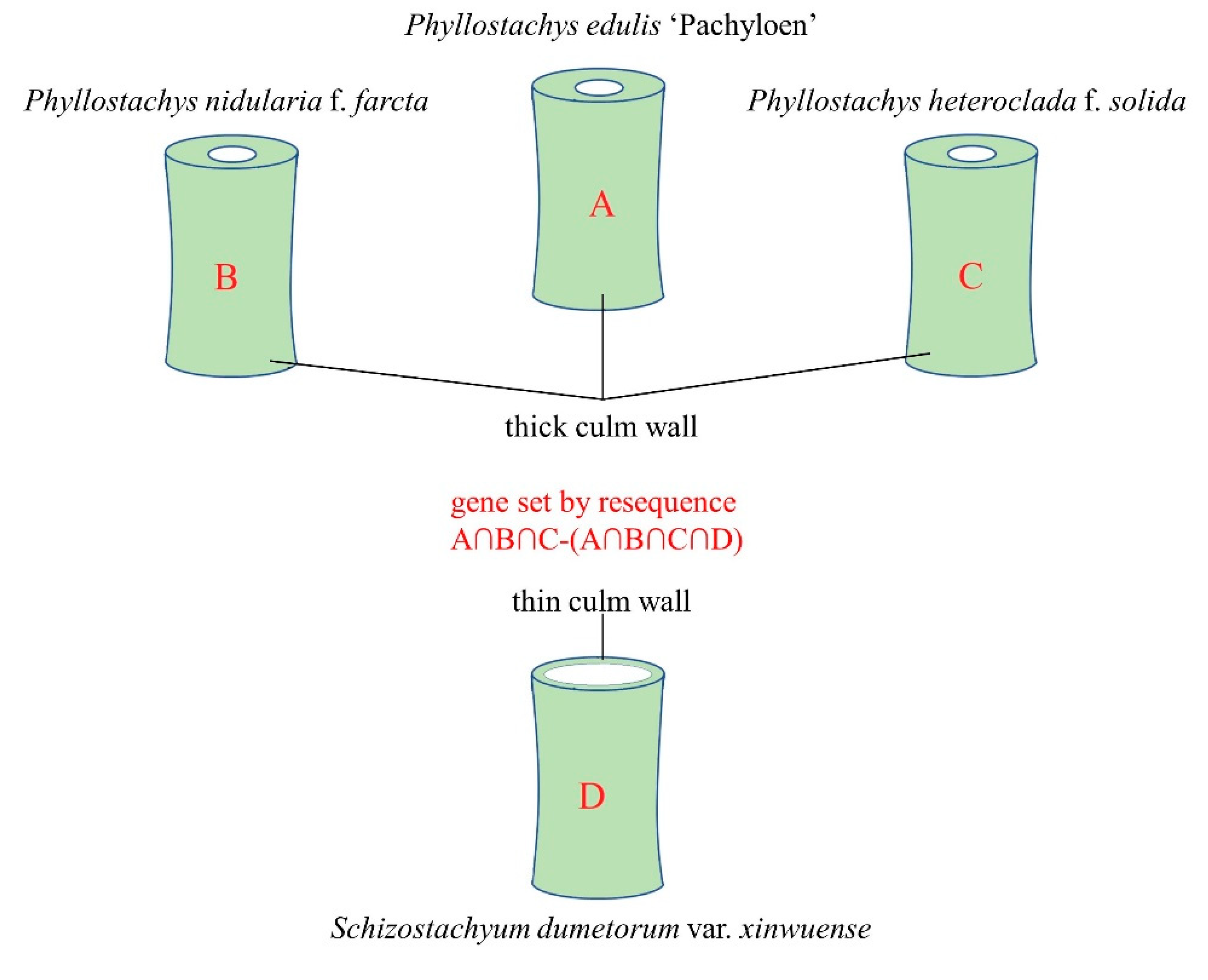 Forests 11 01331 g001