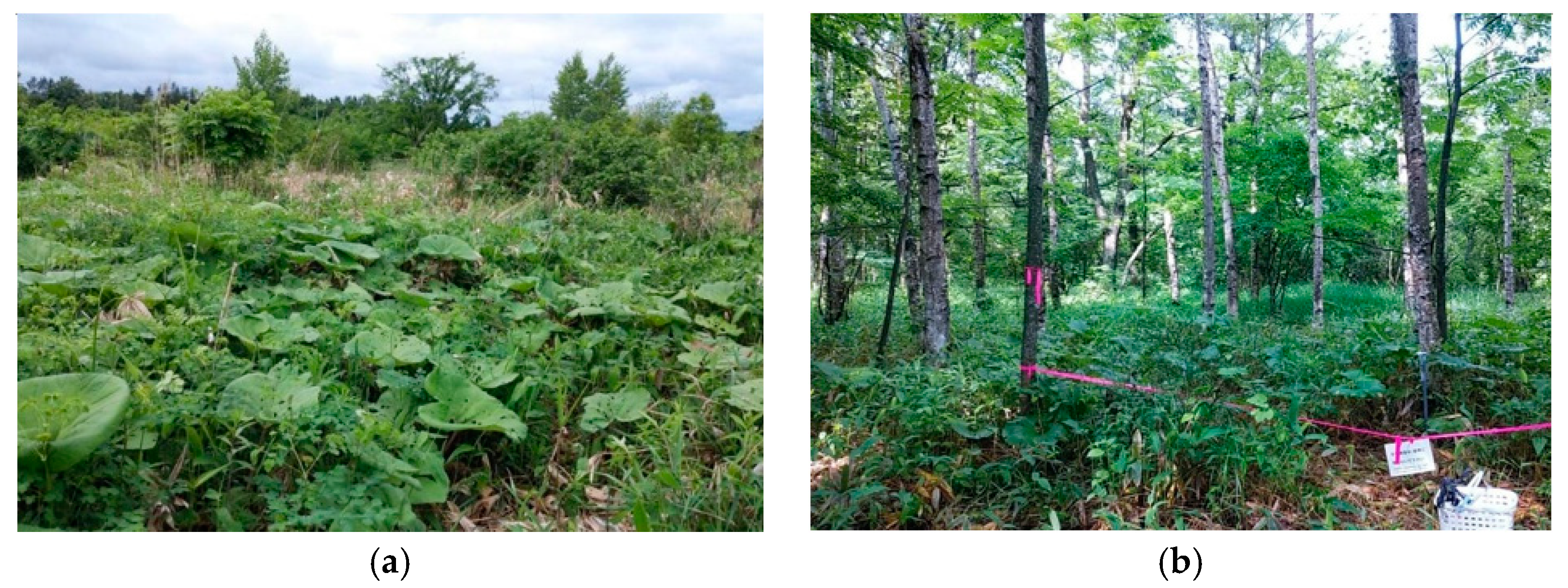 Forests 11 01365 g002