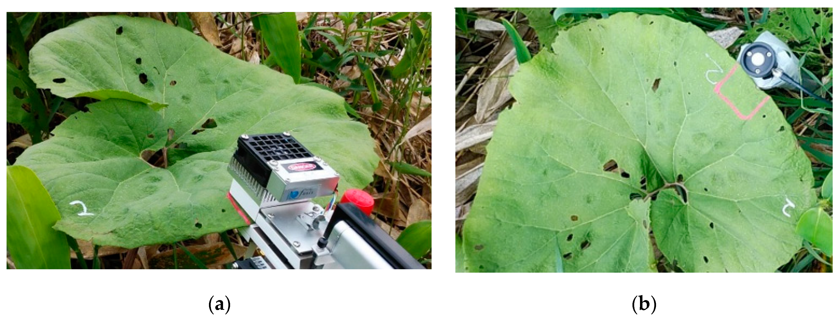 Forests 11 01365 g003