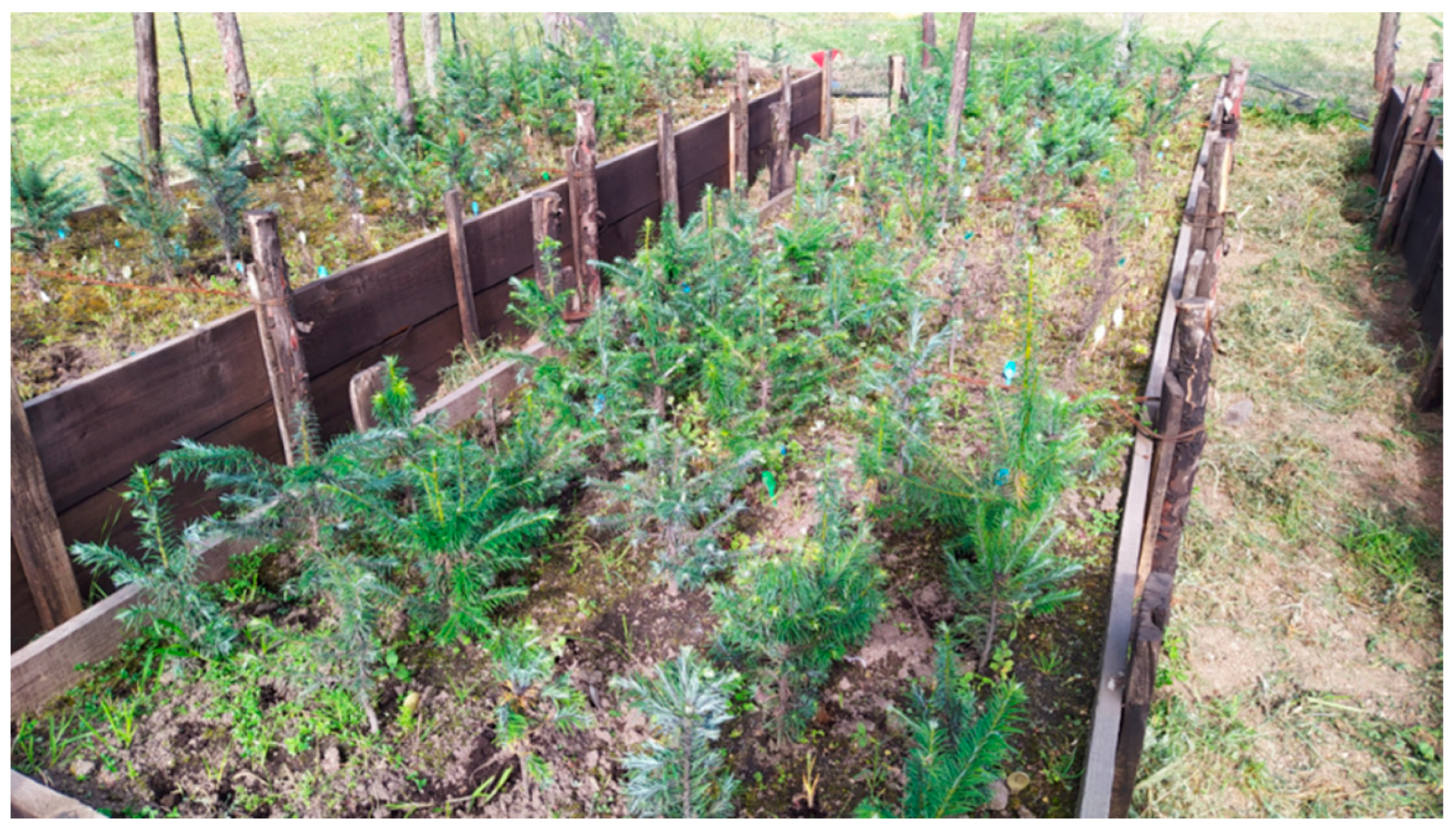 Forests 12 00069 g001