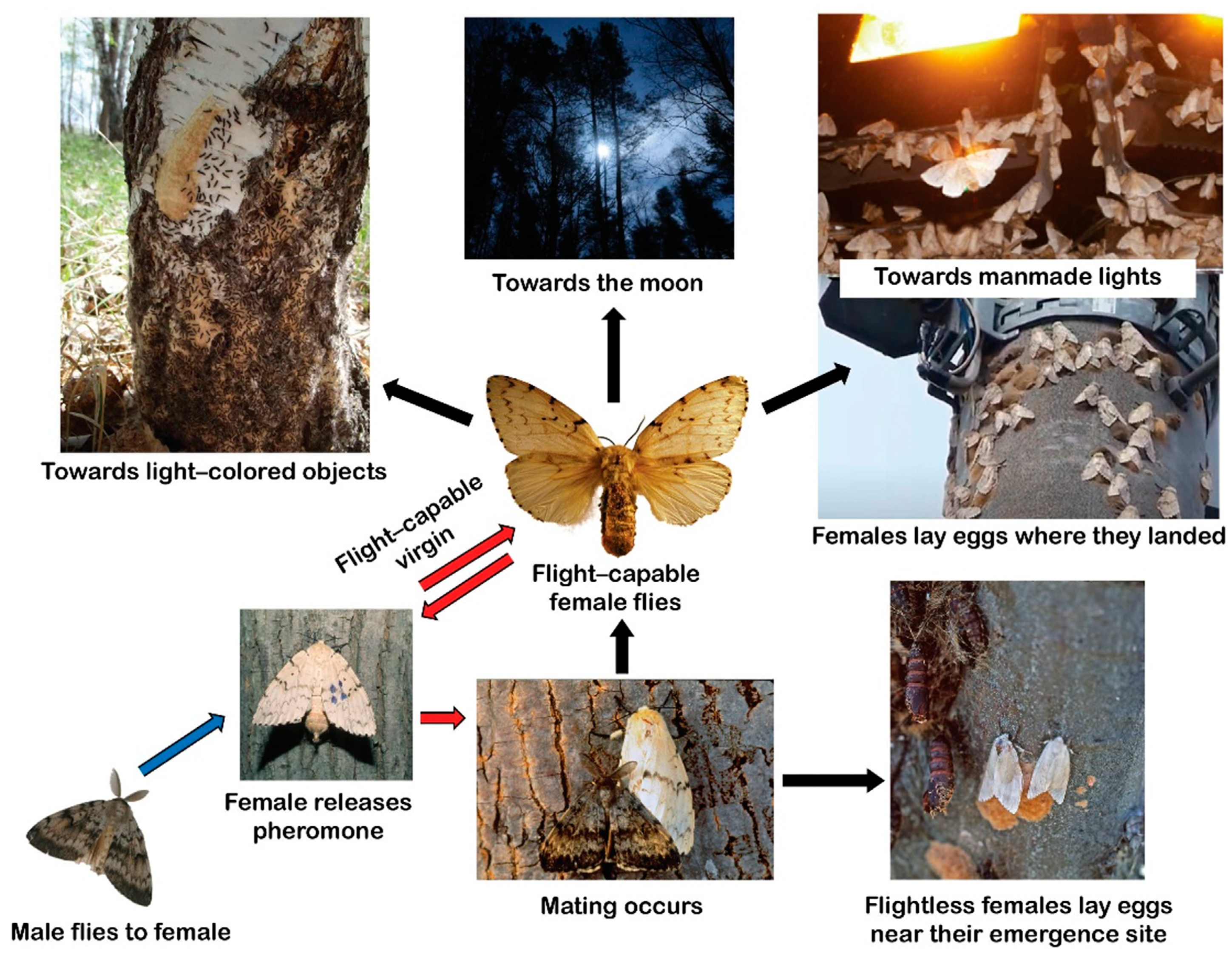 Forests 12 00103 g002 Forests 12 00103 g002