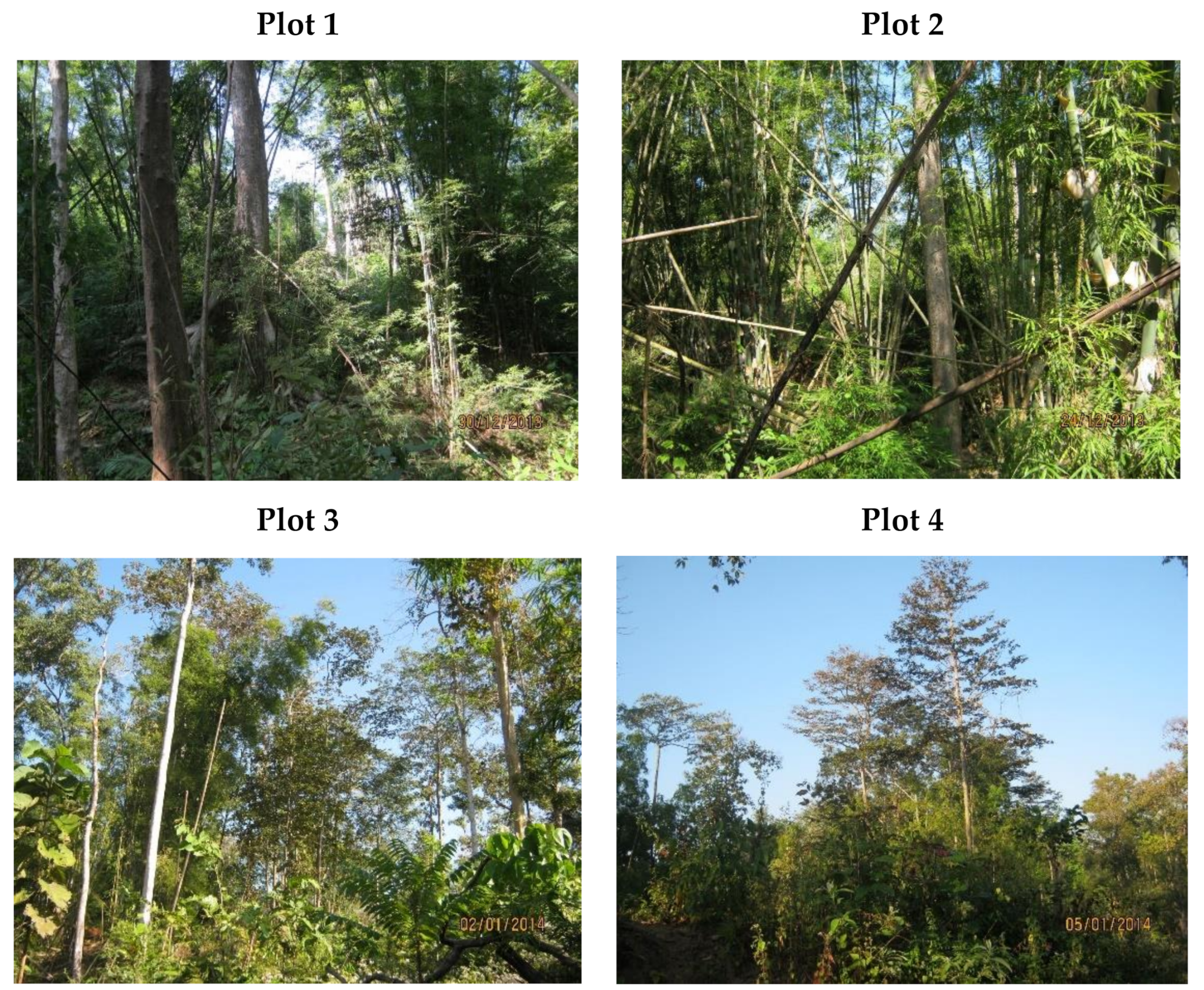 Forests 12 00115 g004