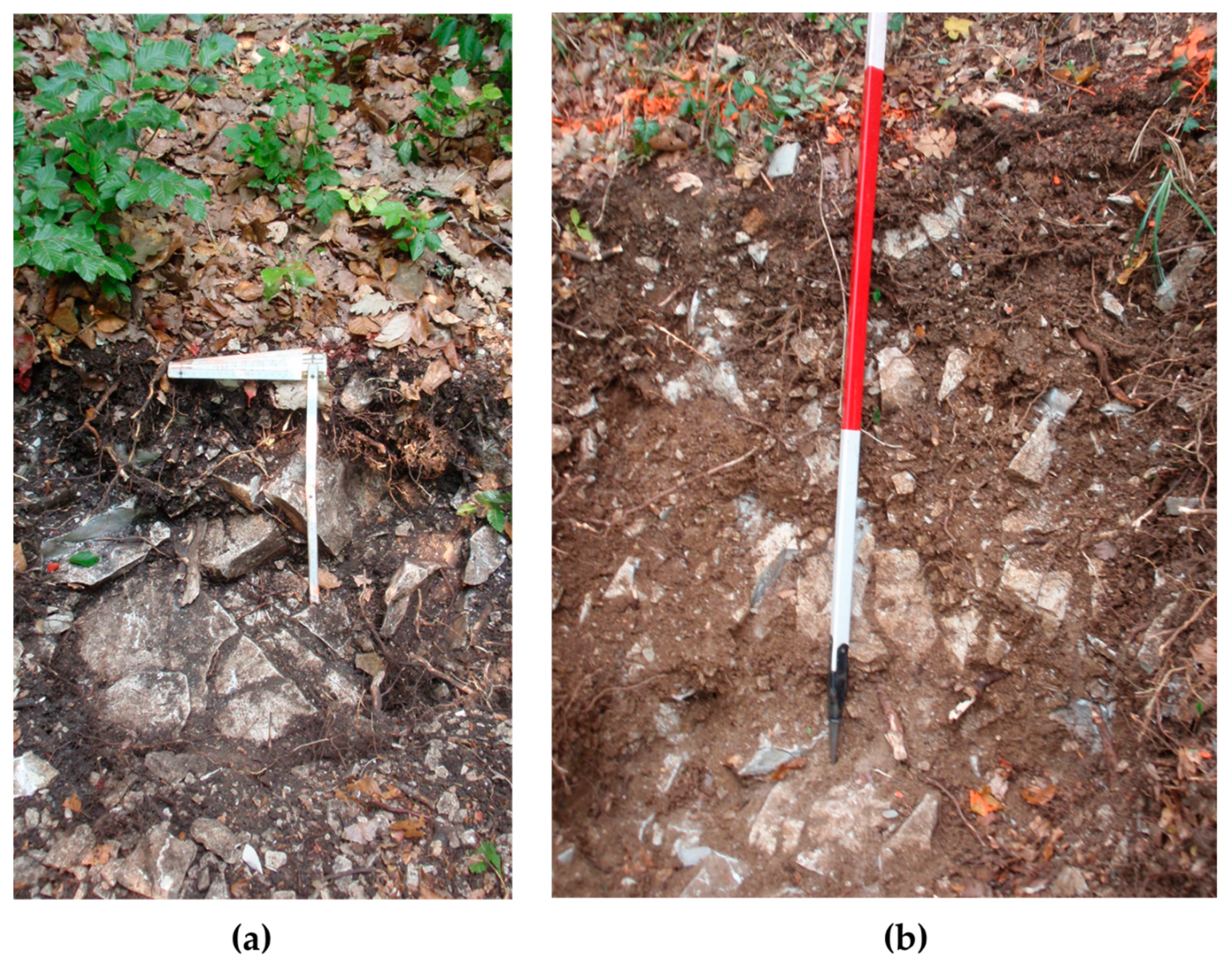 Forests 12 00129 g004