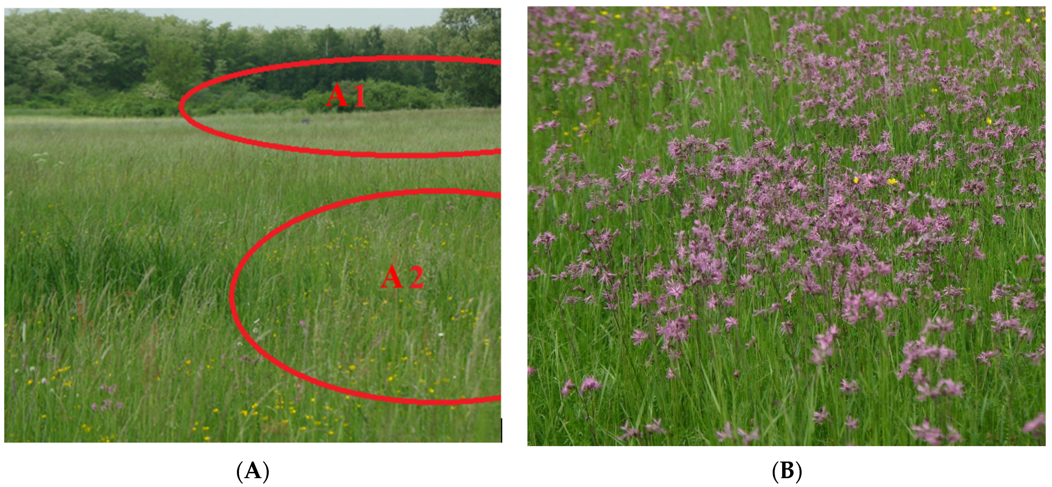 Forests 12 00135 g003