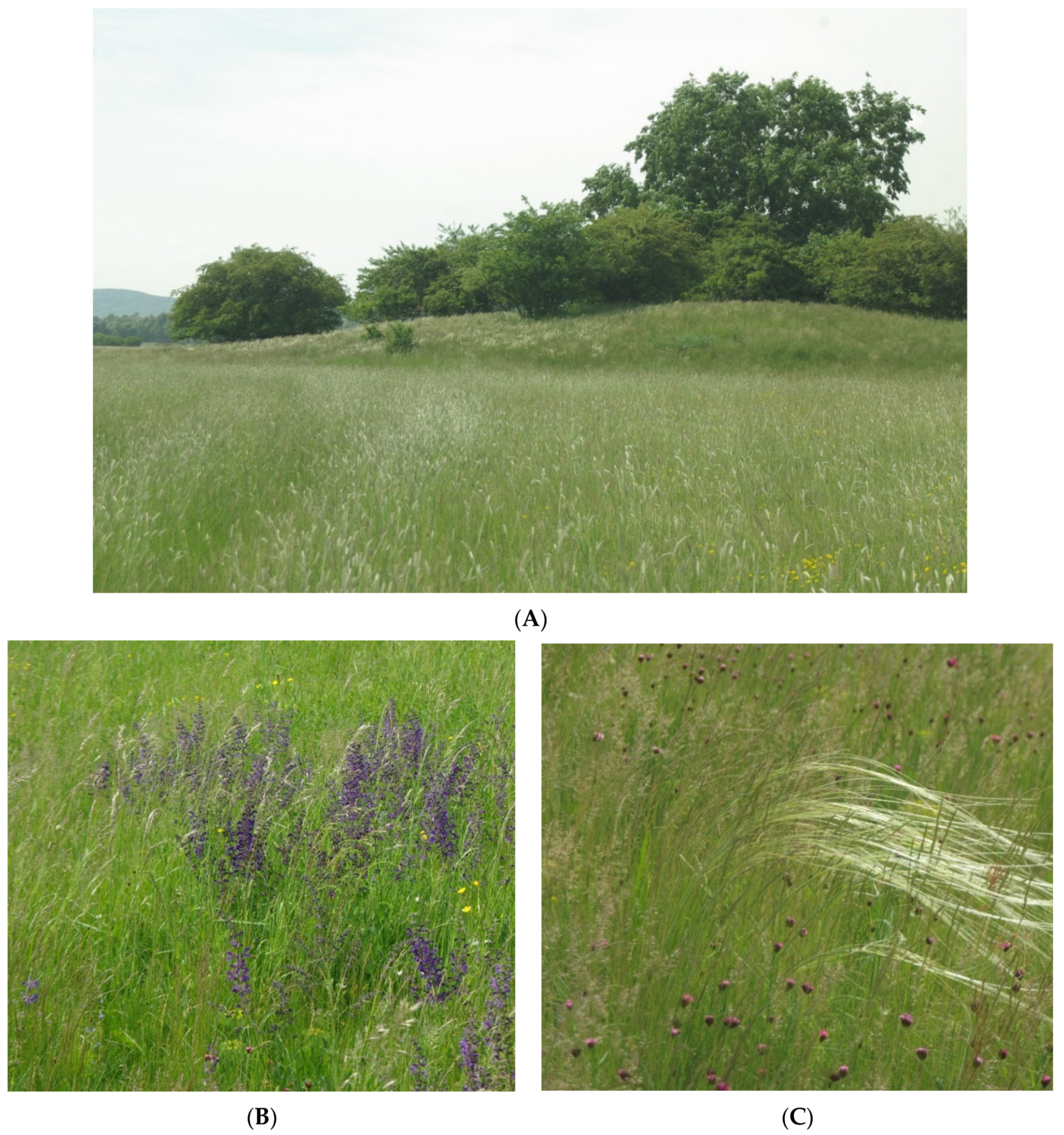 Forests 12 00135 g004