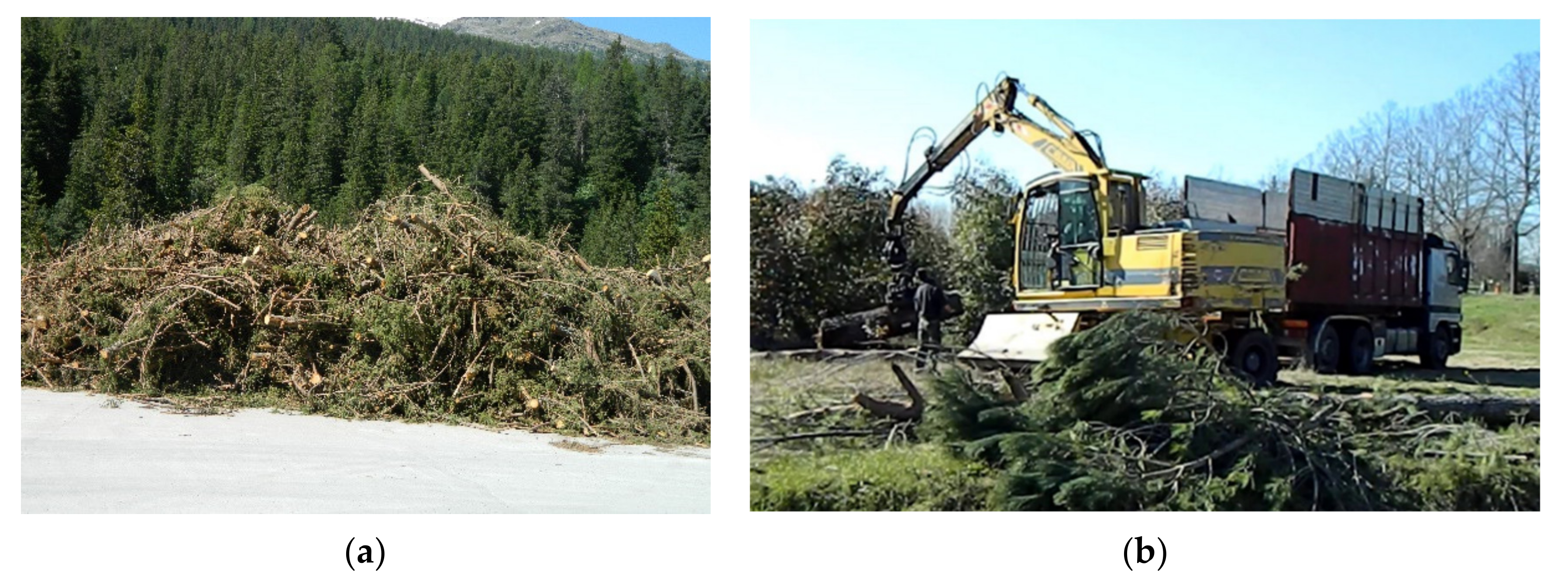 Forests 12 00158 g002