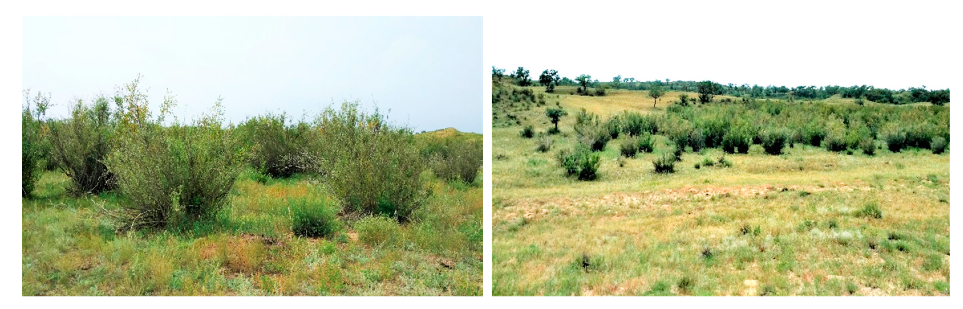 Forests 12 00167 g002