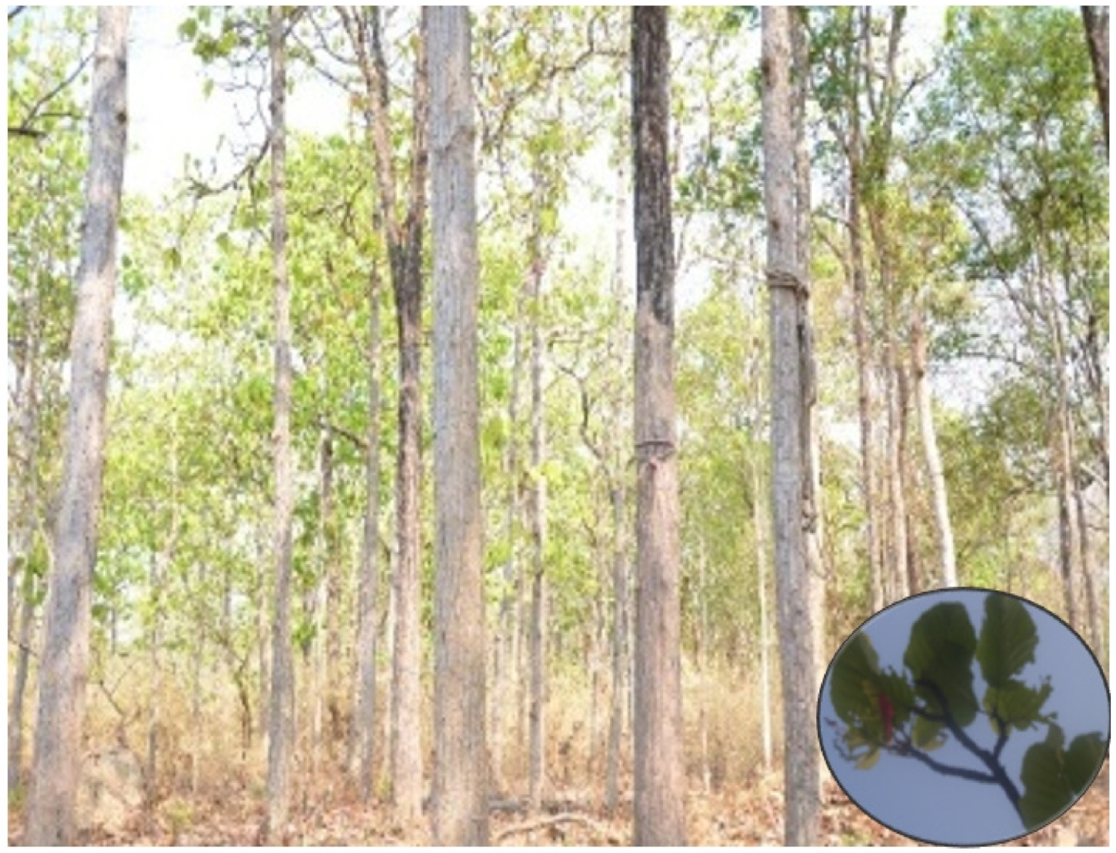 Forests 12 00235 g0a1