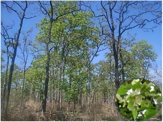 Forests 12 00235 g0a2