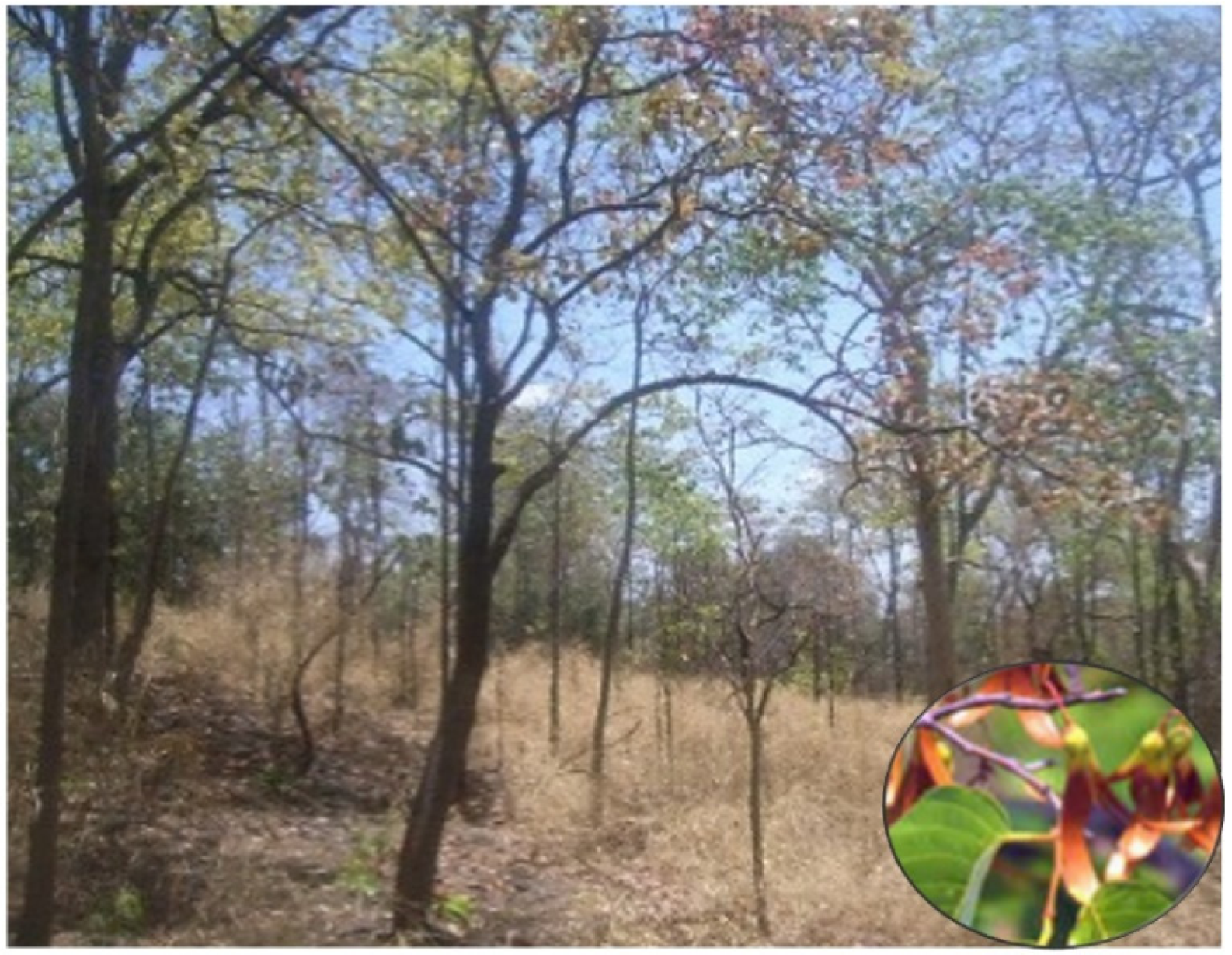 Forests 12 00235 g0a3